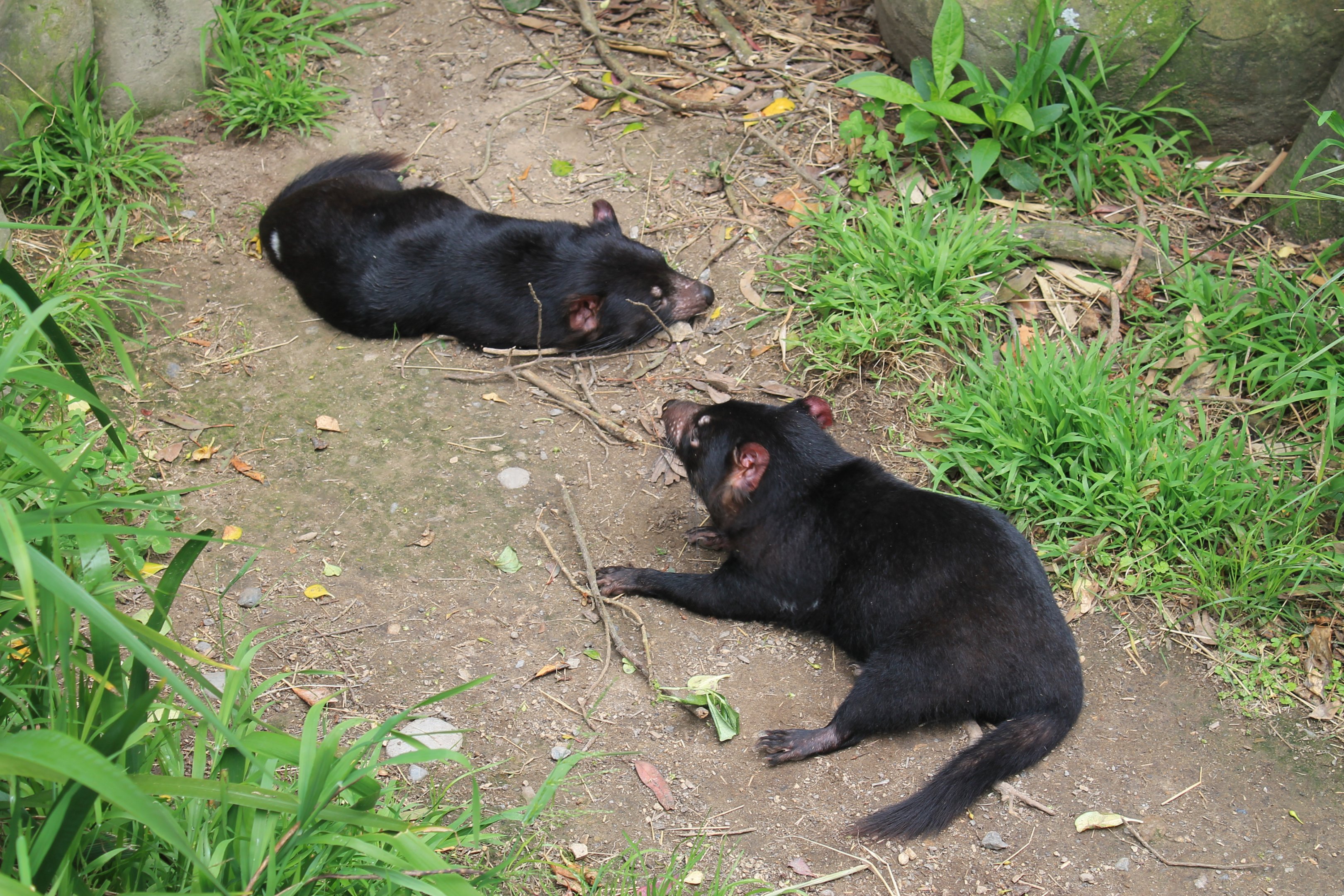 Tasmanian Devils