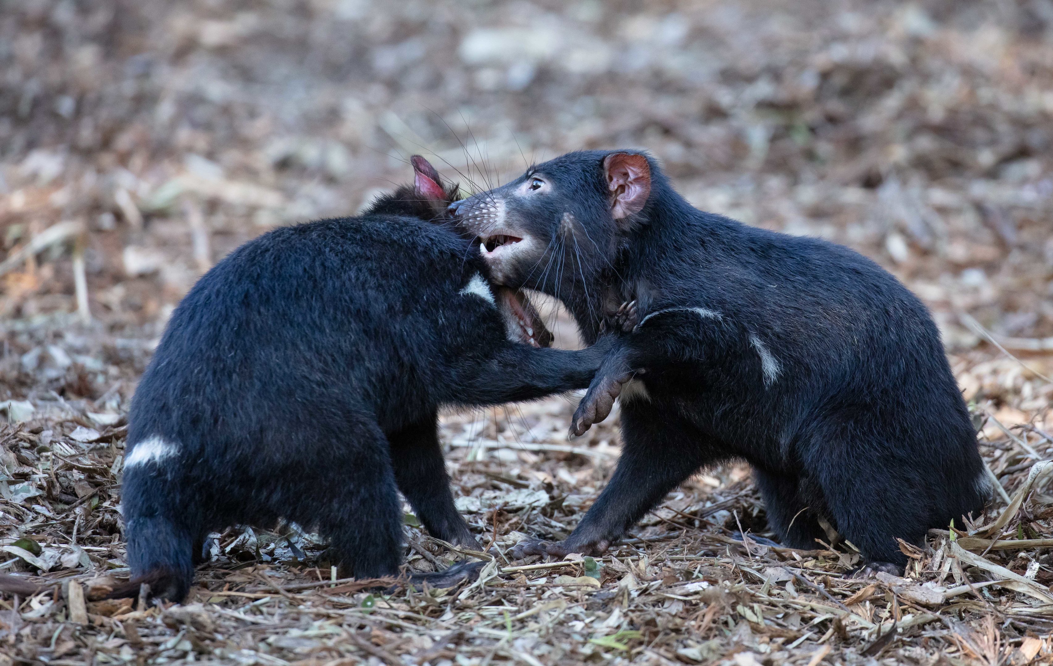 Tasmanian Devils