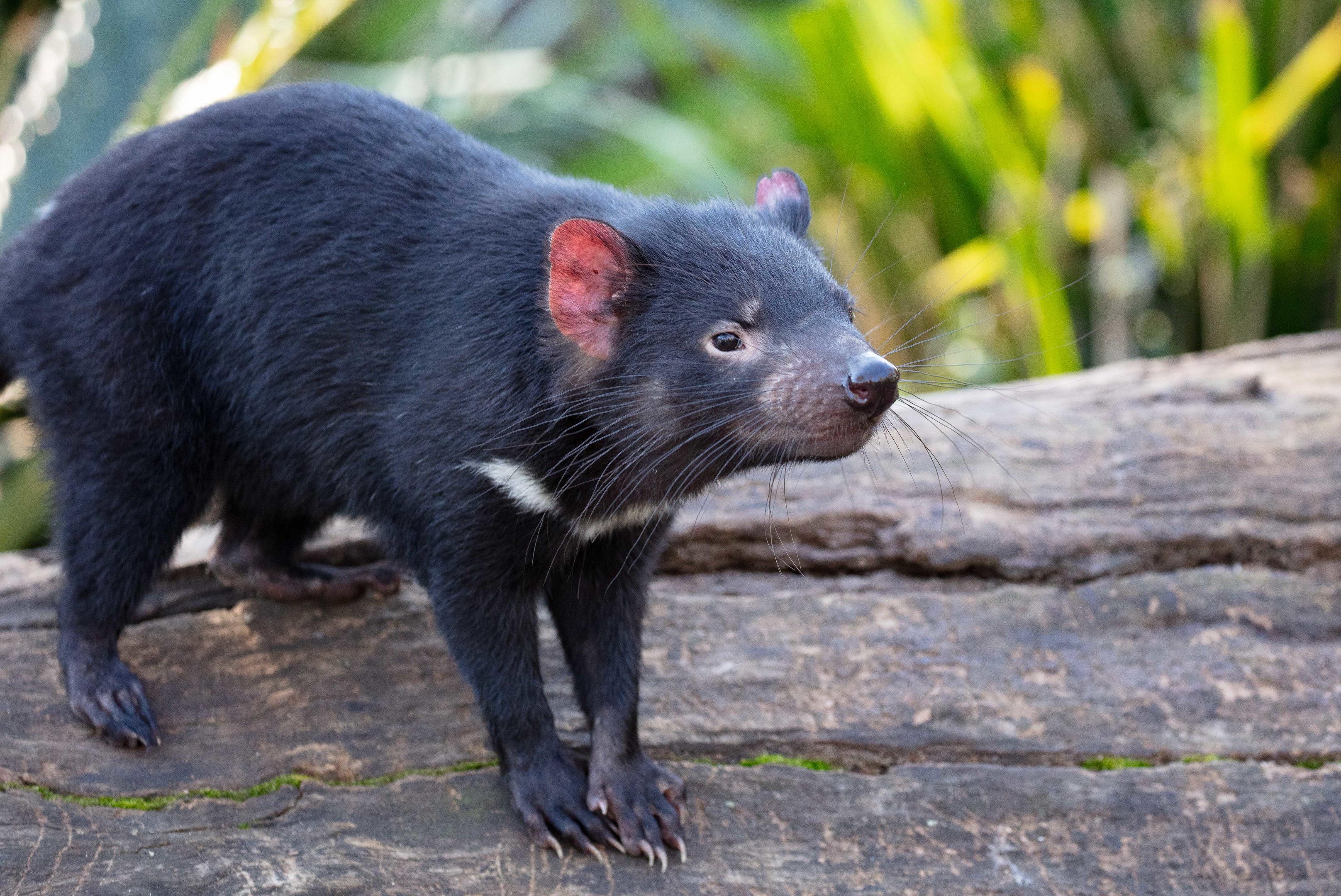 Tasmanian Devils