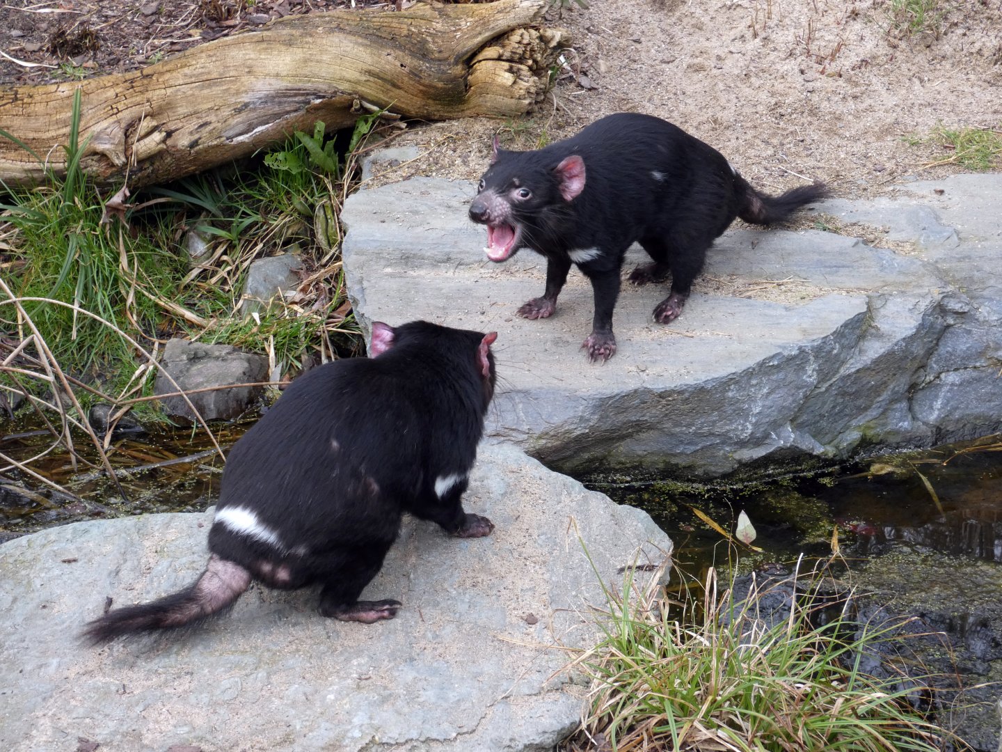 Tasmanian devils