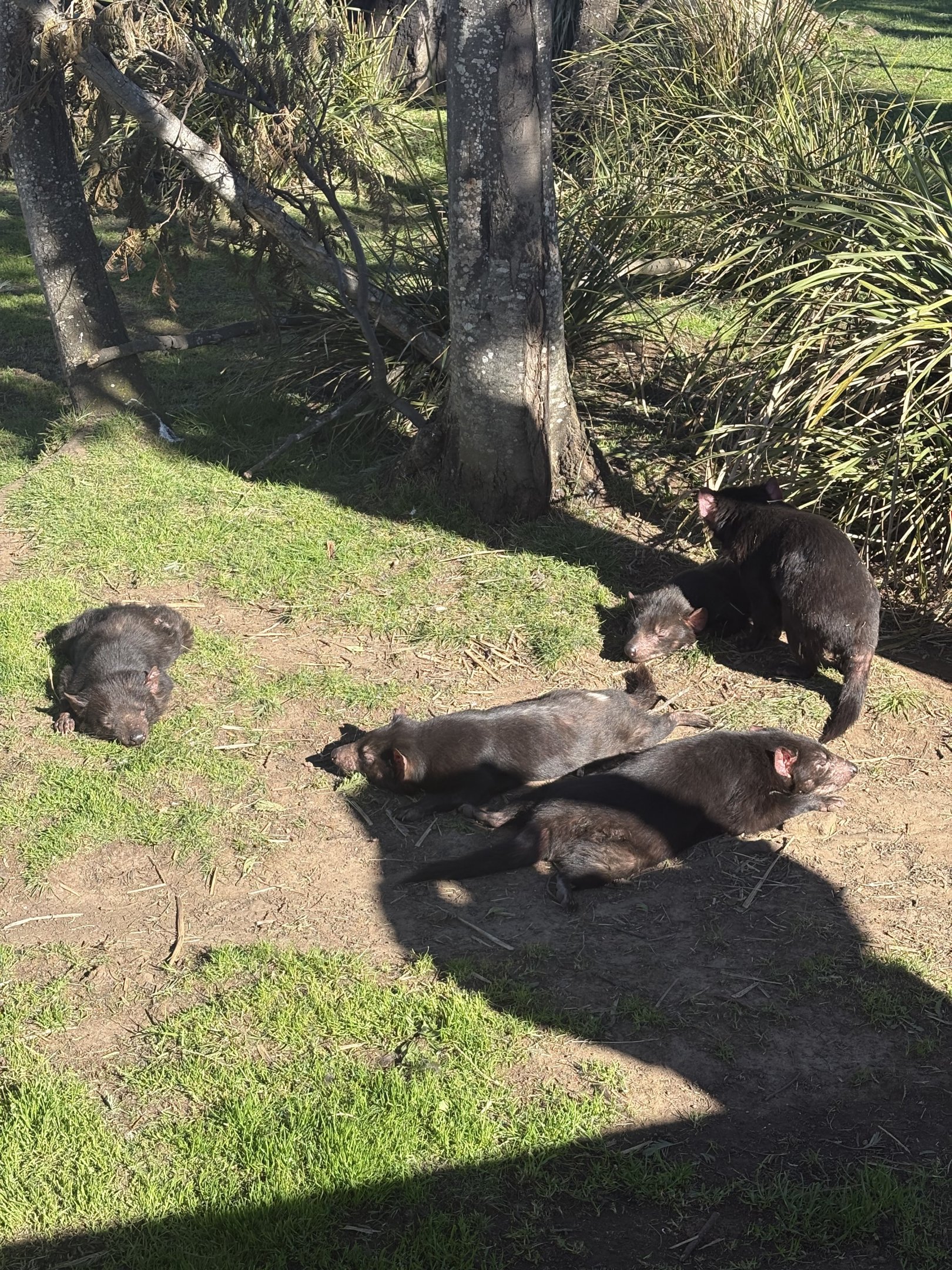 Tasmanian Devils