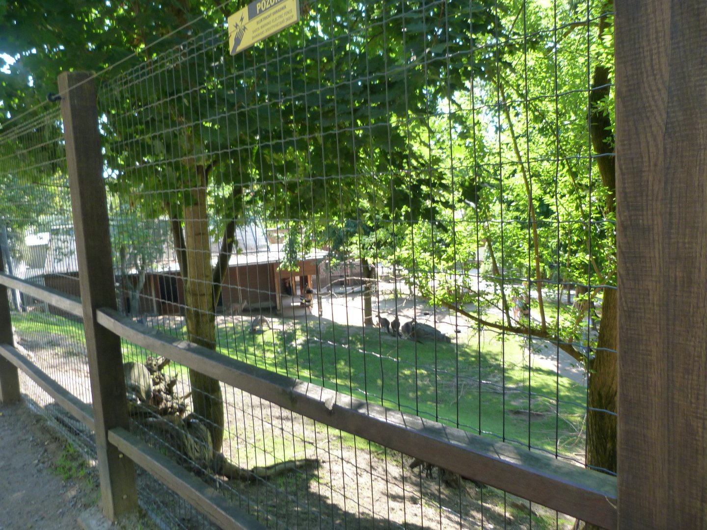Tasmanian eastern gray kangaroo and Tasmanian red-necked wallaby exhibit -Zoo Praha (2025)