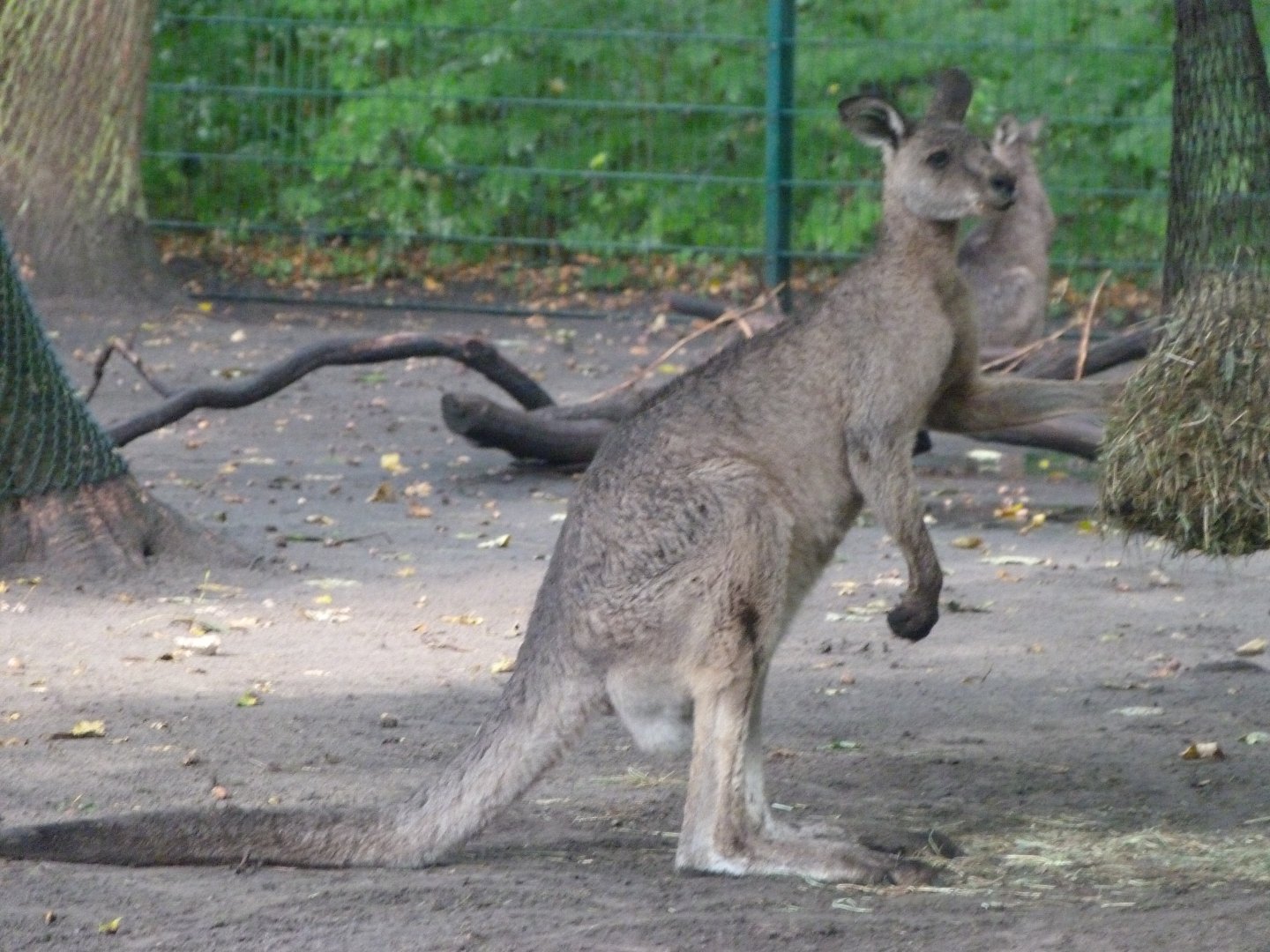 Tasmanian eastern gray kangaroo -Tierpark Berlin (2024)