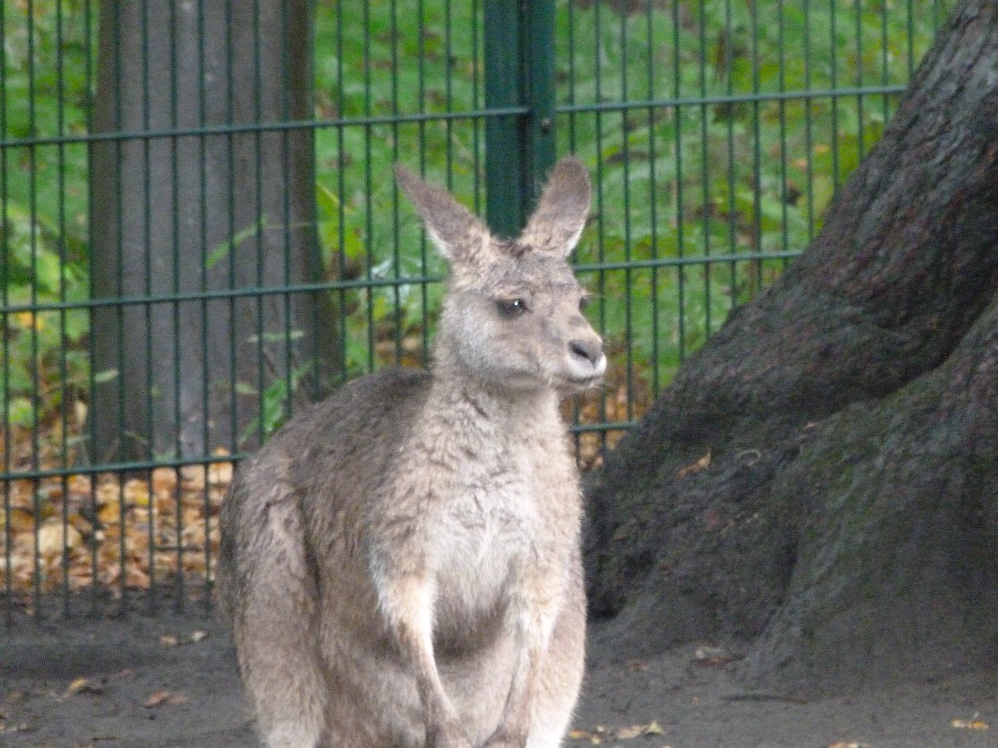 Tasmanian eastern gray kangaroo -Tierpark Berlin (2024)