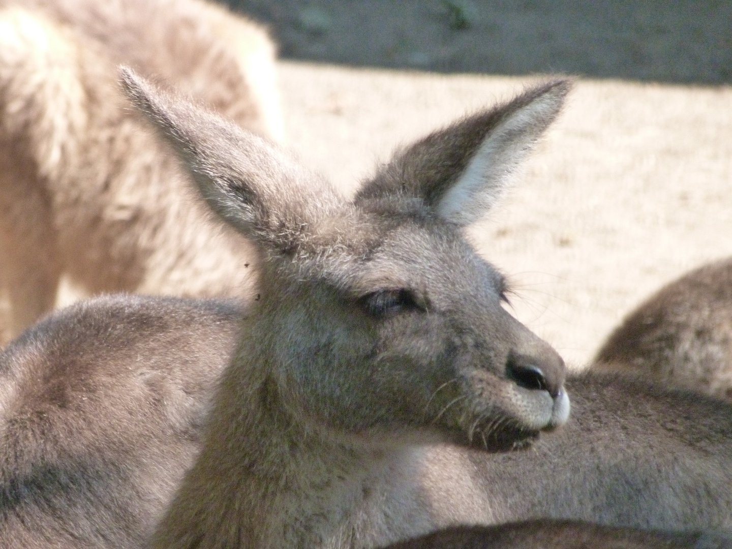 Tasmanian eastern gray kangaroo -Zoo Praha (2025)