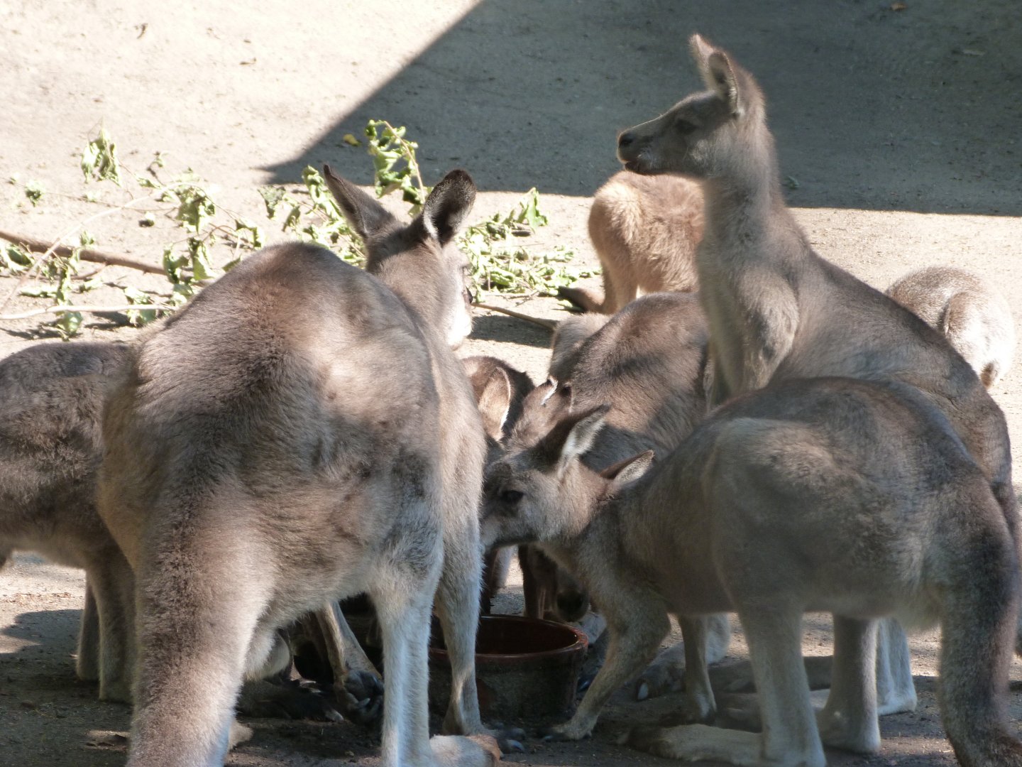 Tasmanian eastern gray kangaroos -Zoo Praha (2025)