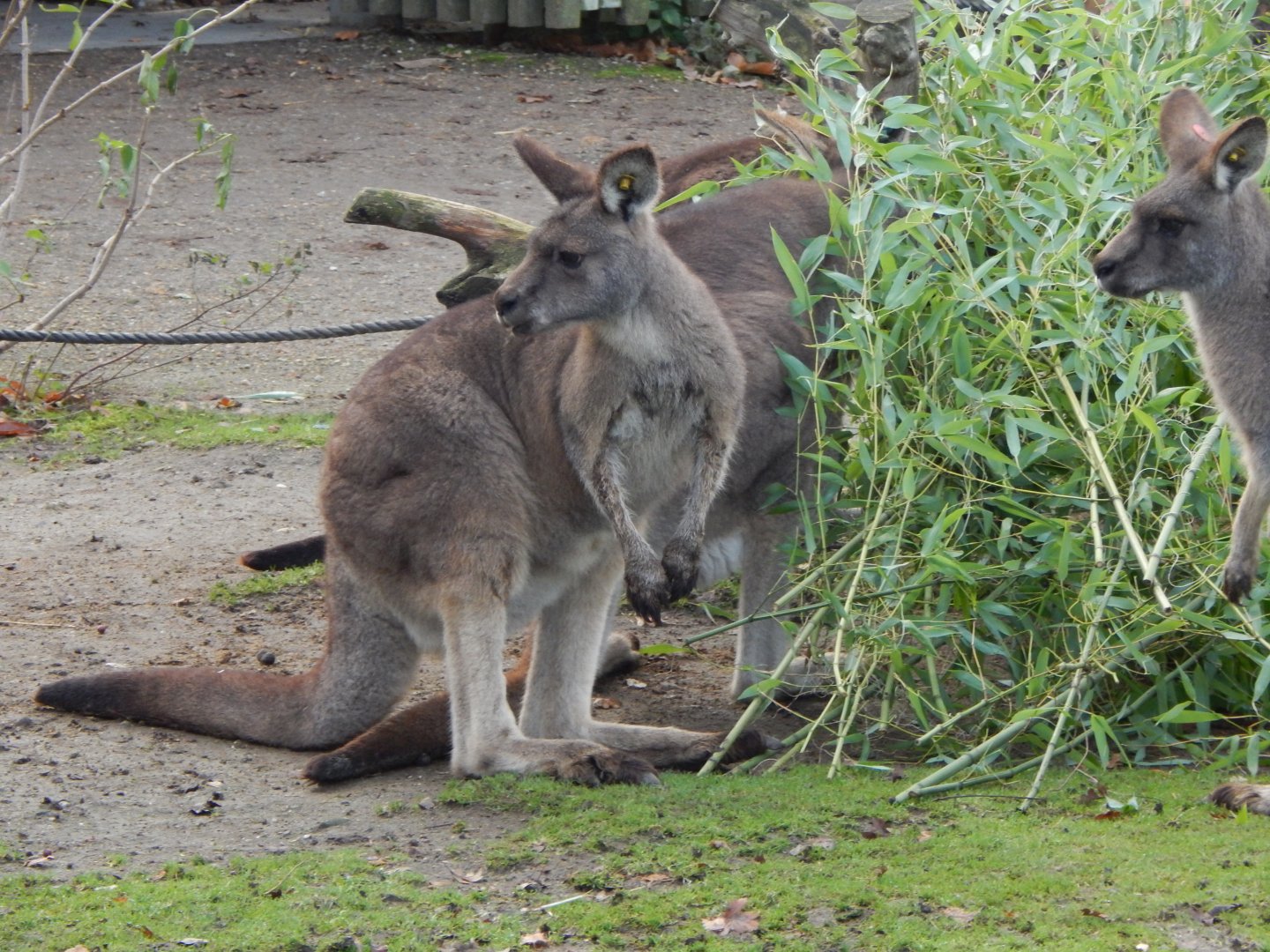 Tasmanian eastern grey kangaroo 261124