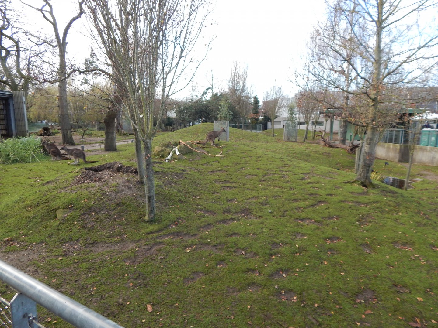 Tasmanian eastern grey kangaroo habitat 261124