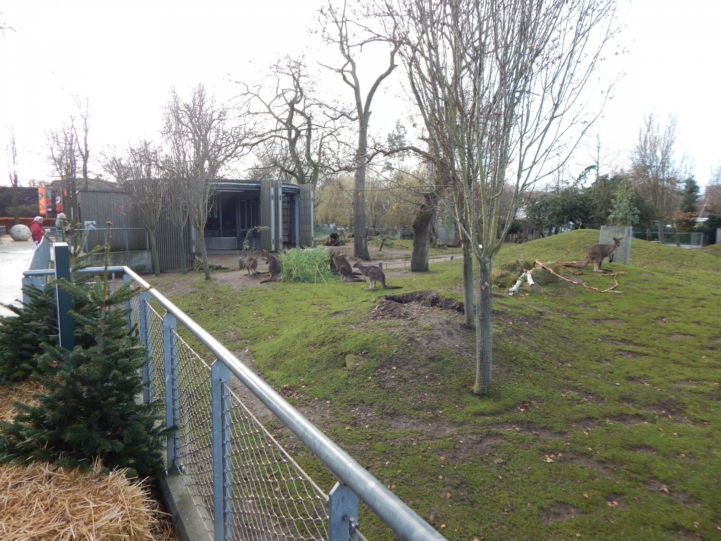 Tasmanian eastern grey kangaroo habitat 261124