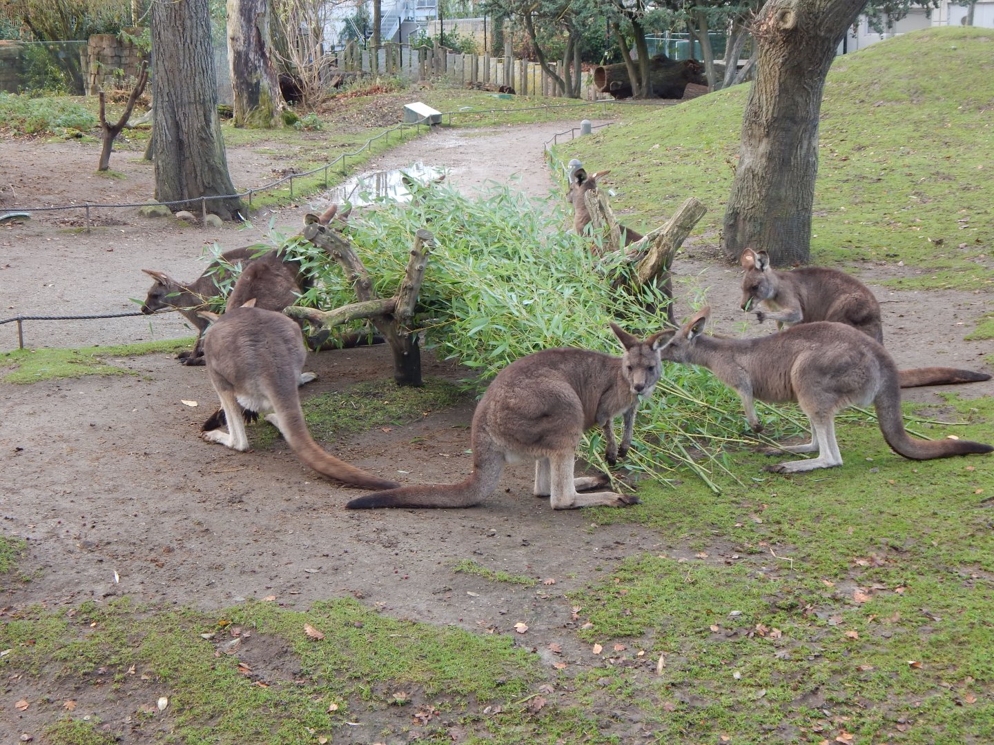 Tasmanian eastern grey kangaroo habitat 261124