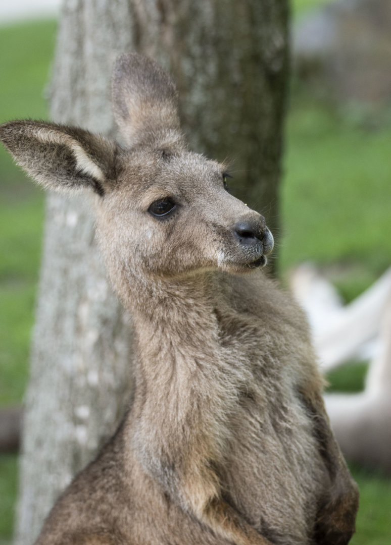 Tasmanian Eastern grey kangaroo (Macropus giganteus tasmaniensis)