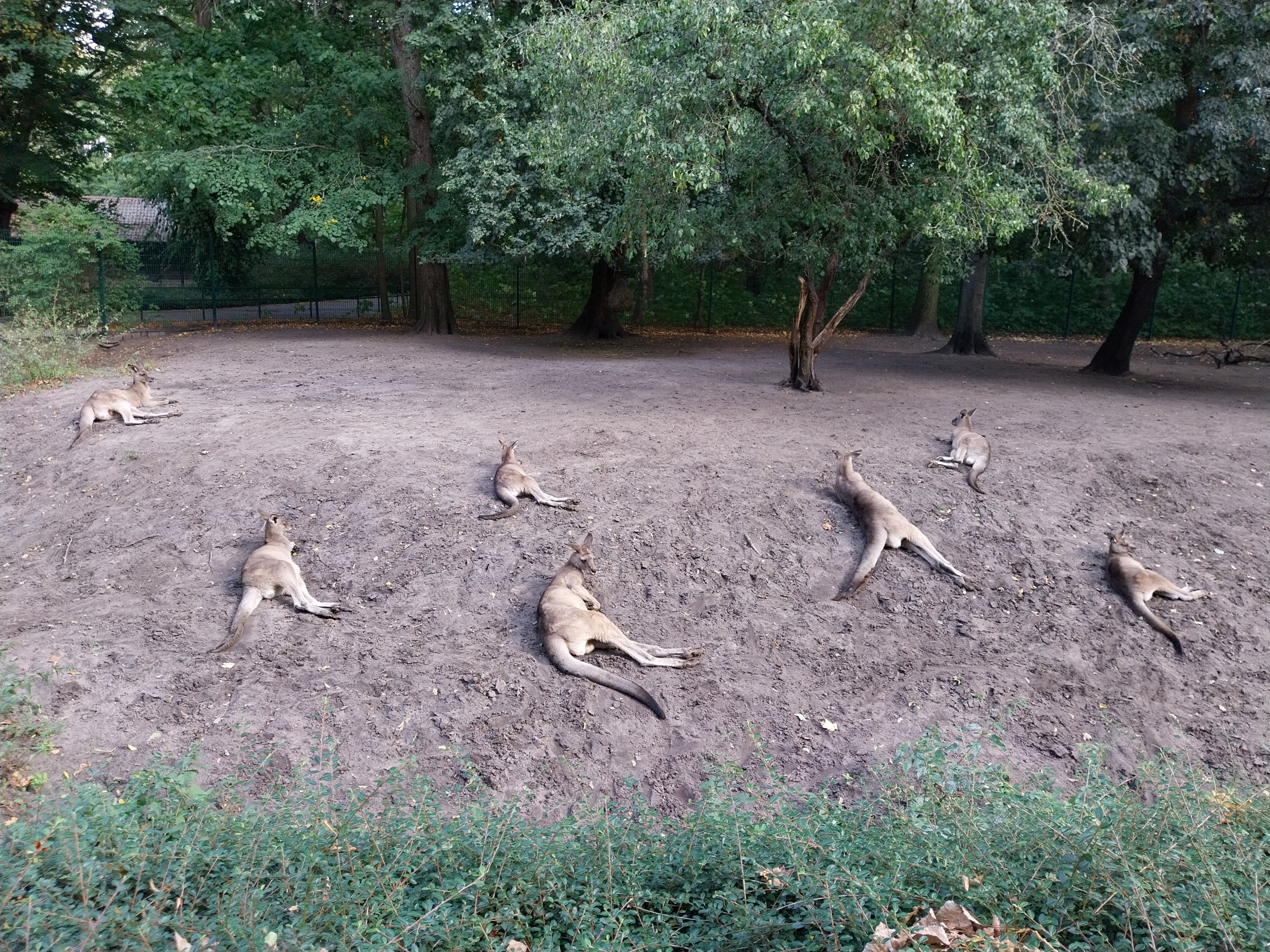 Tasmanian Eastern Grey Kangaroo (Macropus giganteus tasmaniensis)