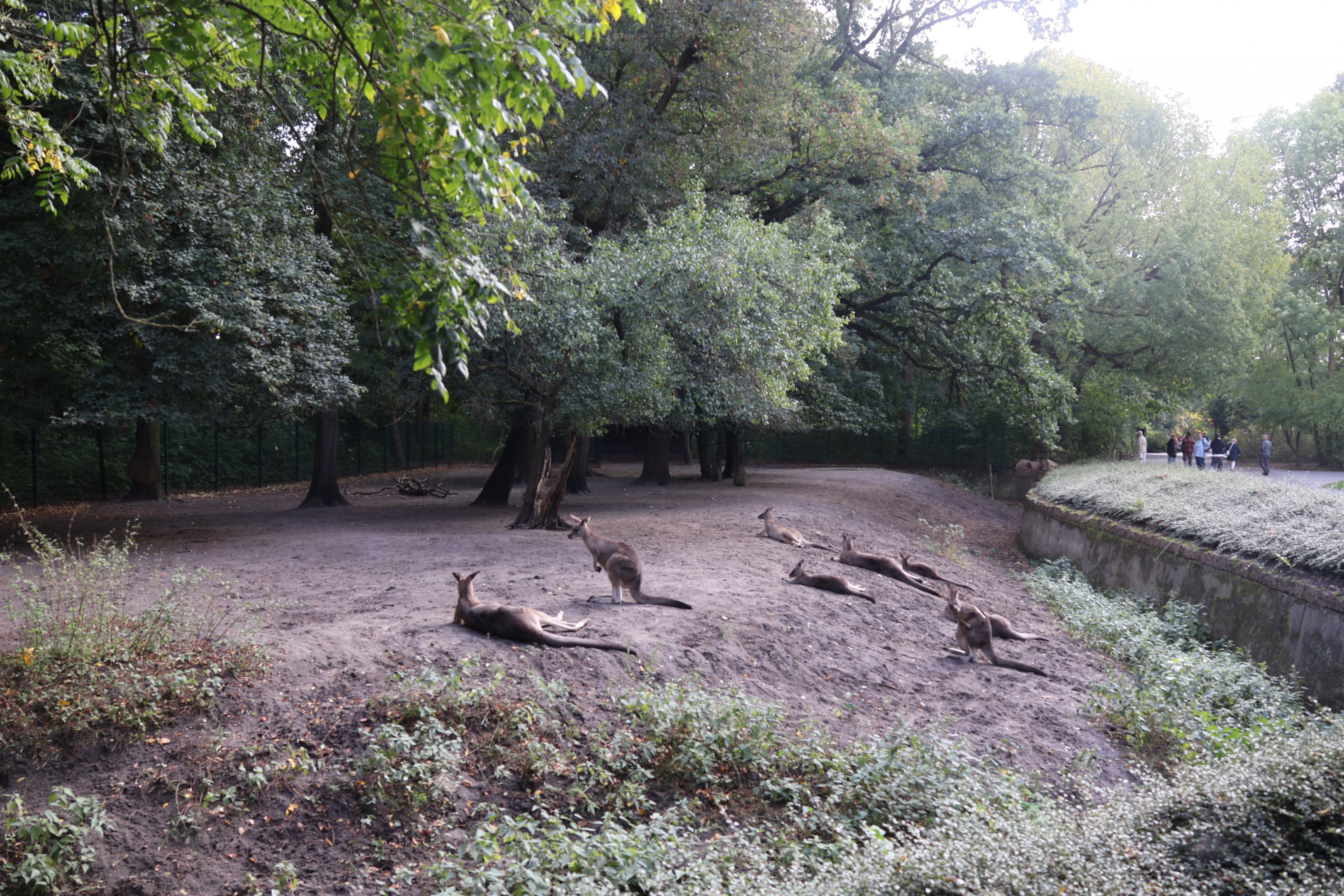 Tasmanian Eastern Grey Kangaroo (Macropus giganteus tasmaniensis)