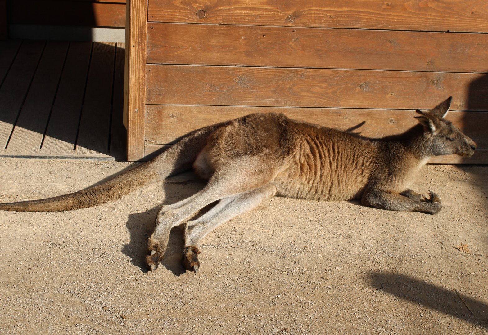 Tasmanian Eastern grey kangaroo