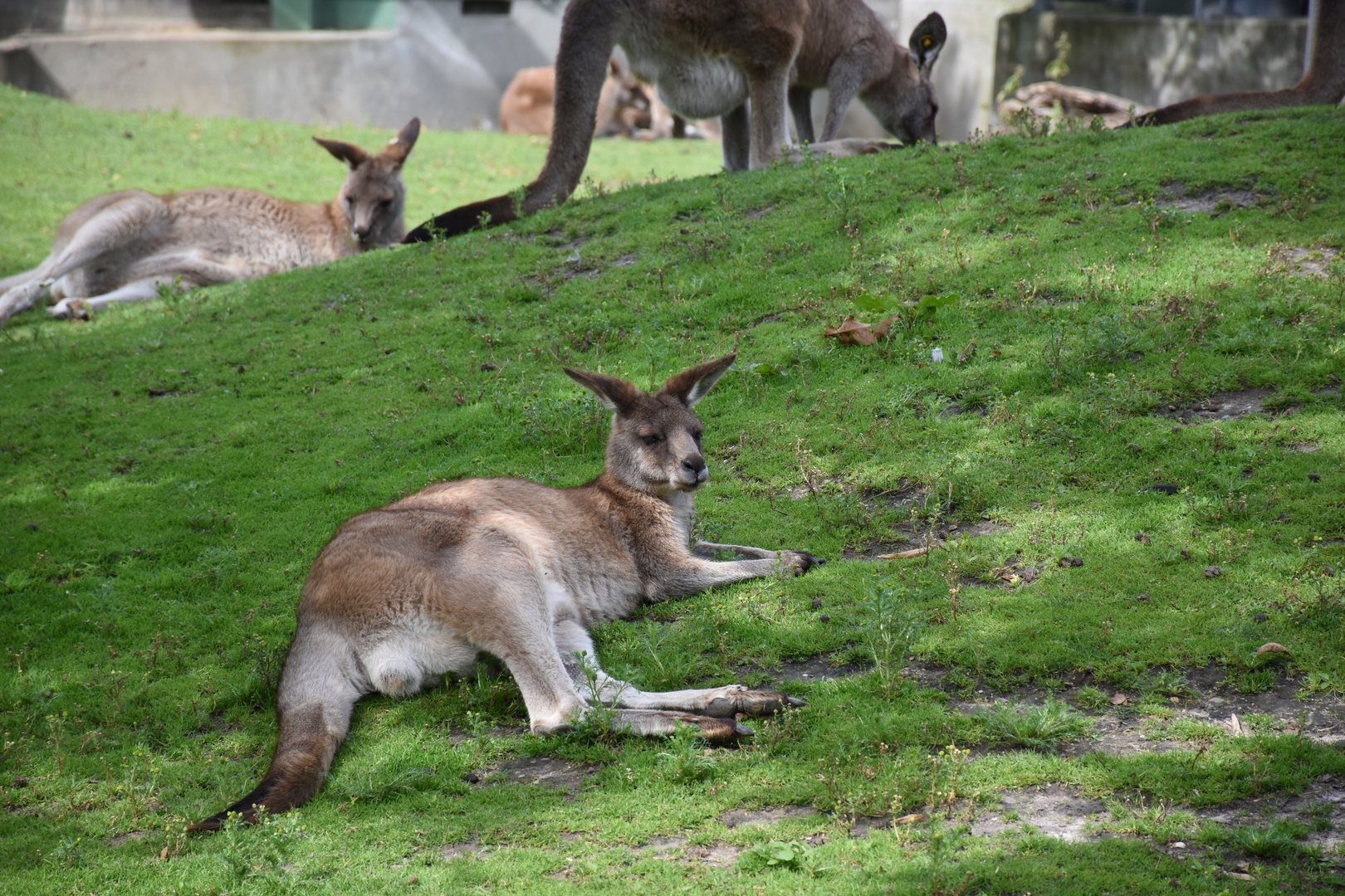 Tasmanian Eastern grey kangaroo