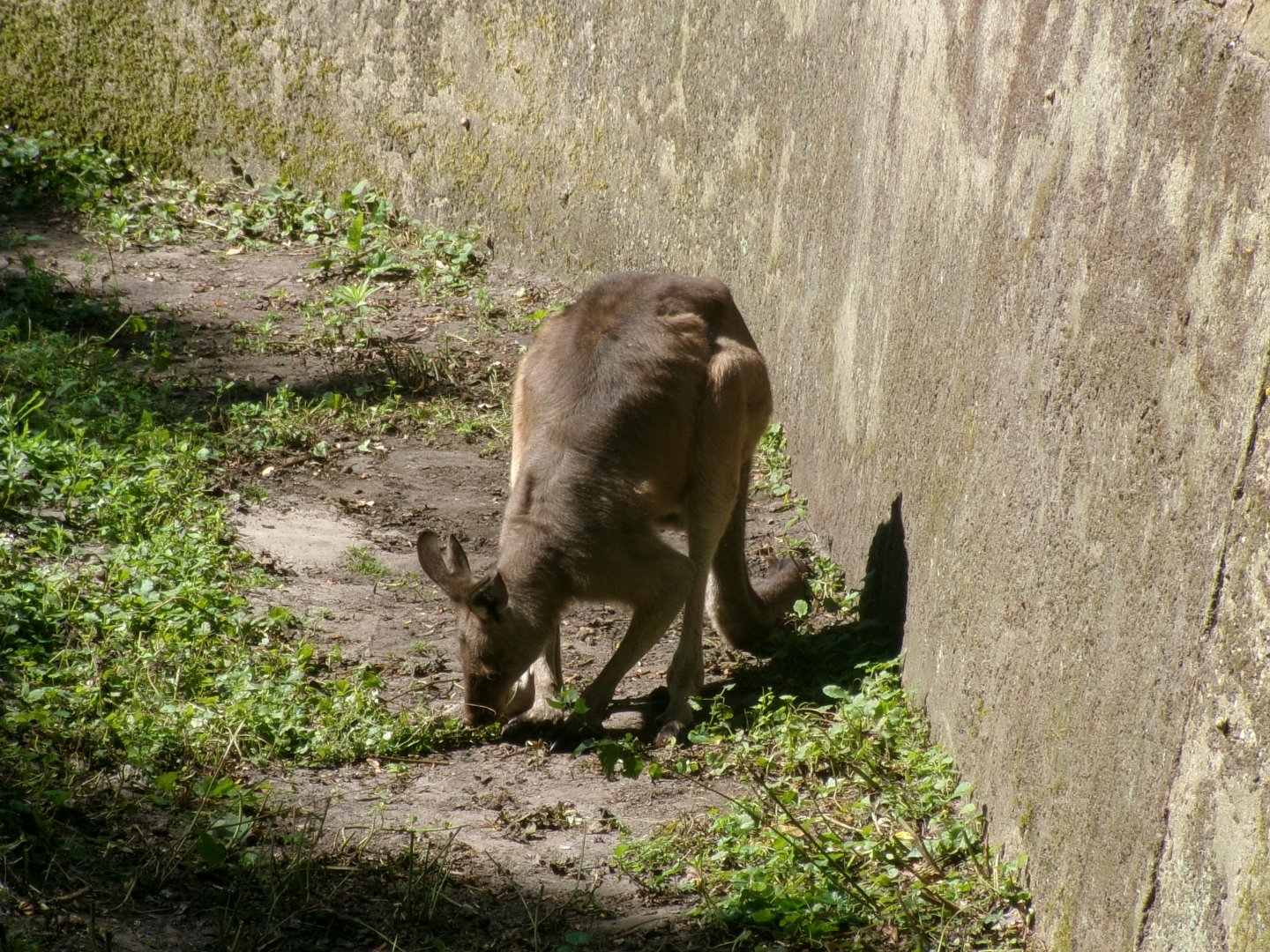 Tasmanian eastern grey kangaroo