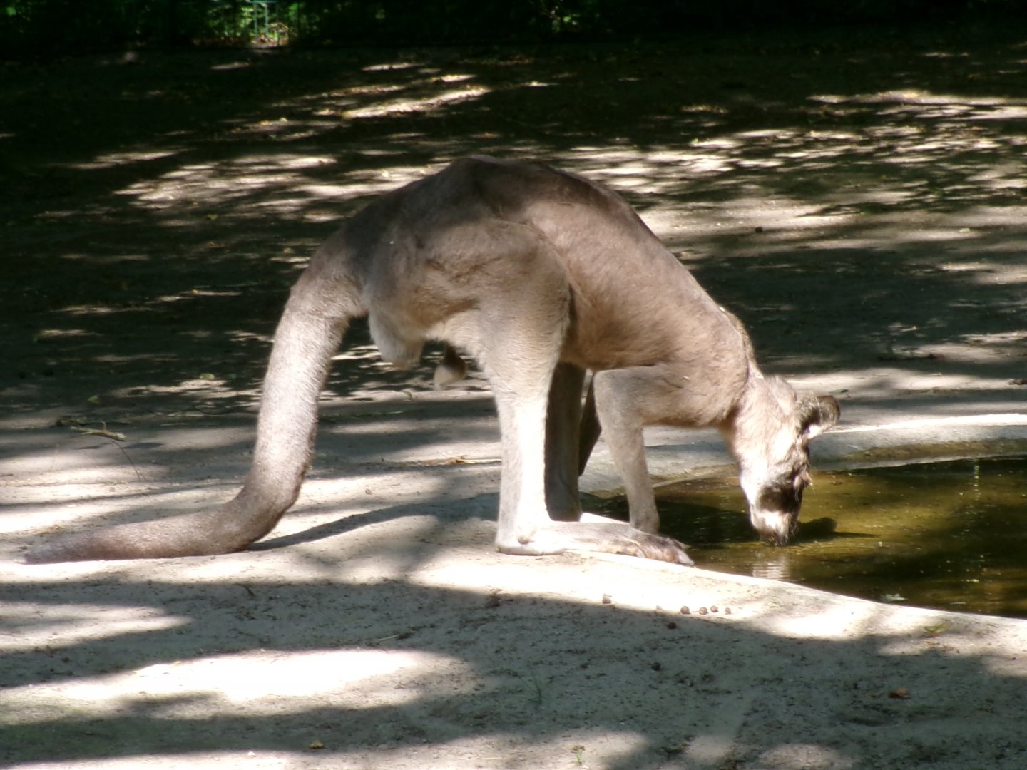 Tasmanian eastern grey kangaroo