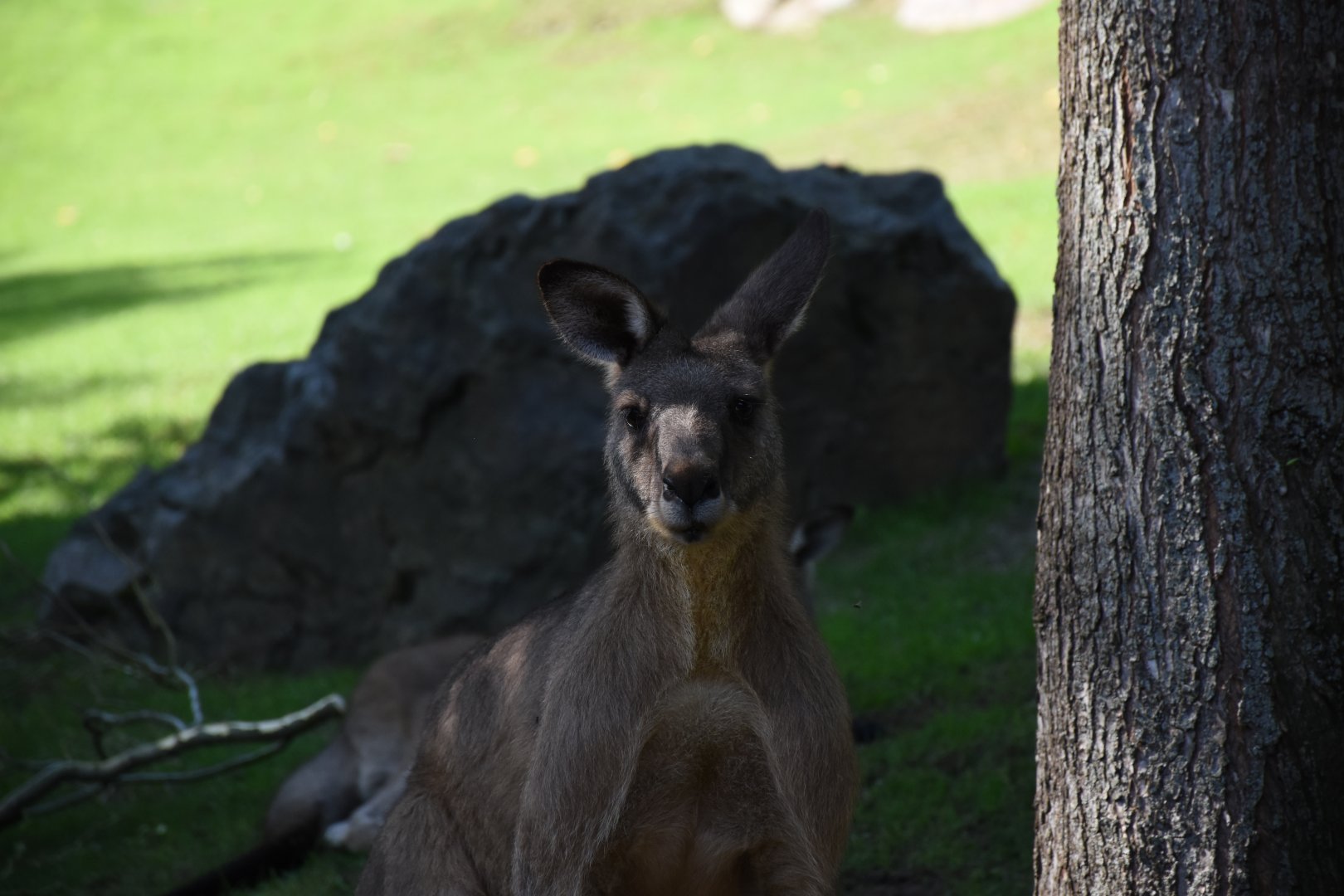 Tasmanian Eastern grey kangaroo