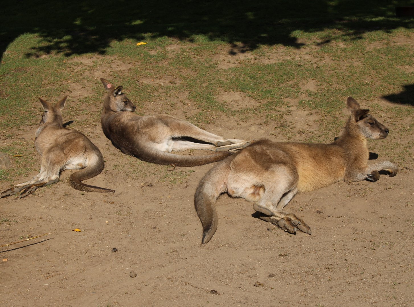 Tasmanian Eastern grey kangaroos