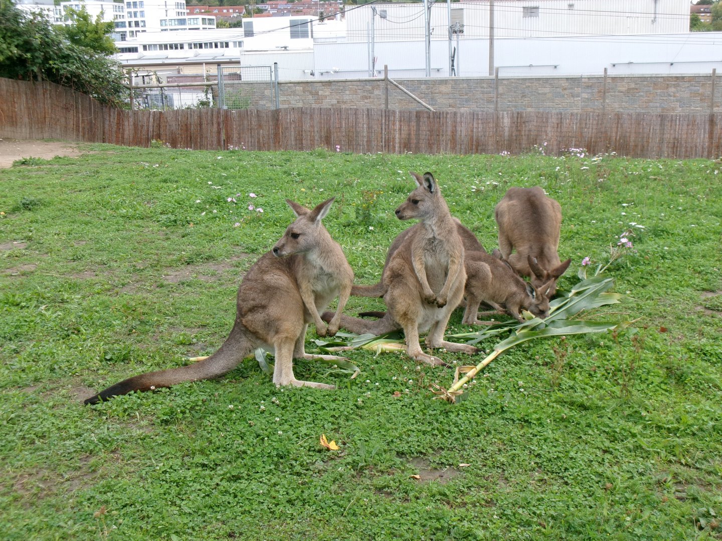 Tasmanian Eastern grey kangaroos
