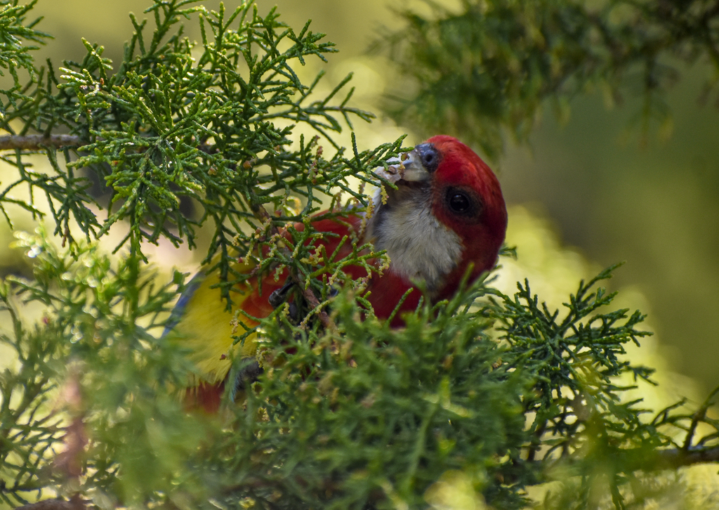 Tasmanian Eastern Rosella