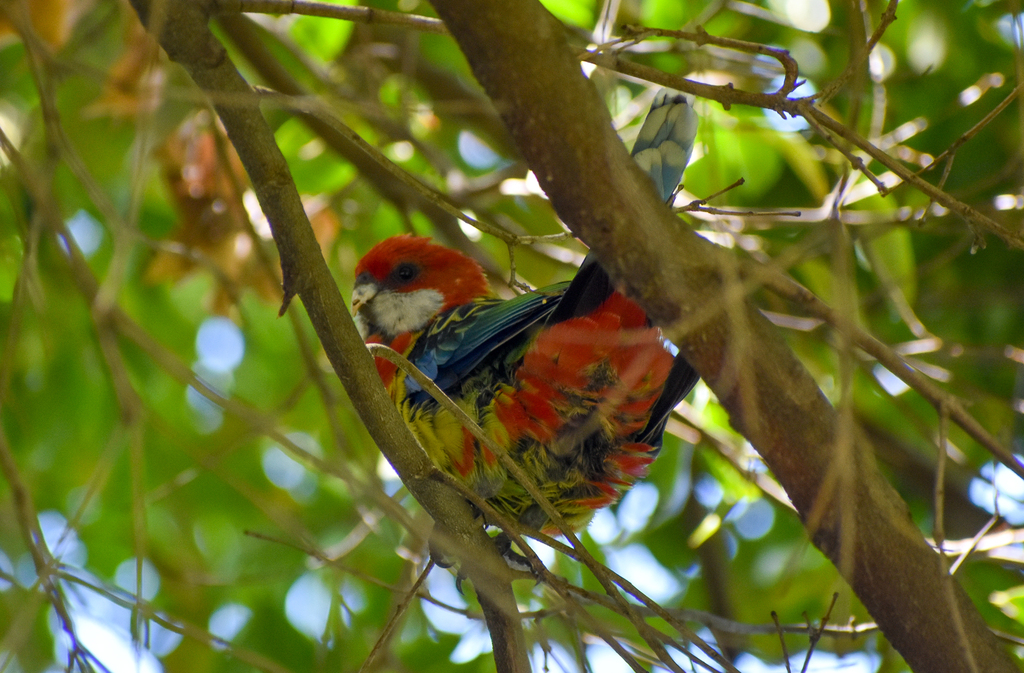 Tasmanian Eastern Rosella