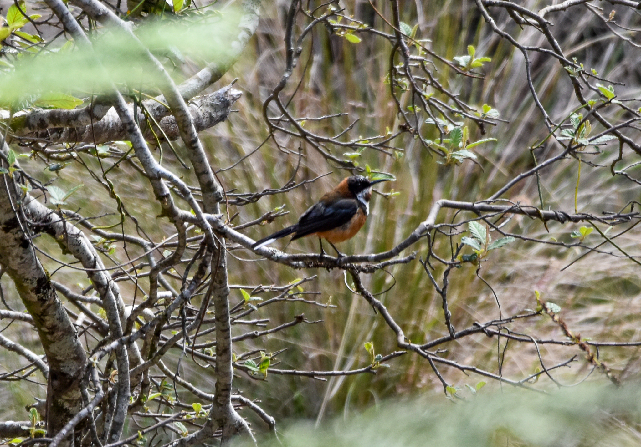 Tasmanian Eastern Spinebill