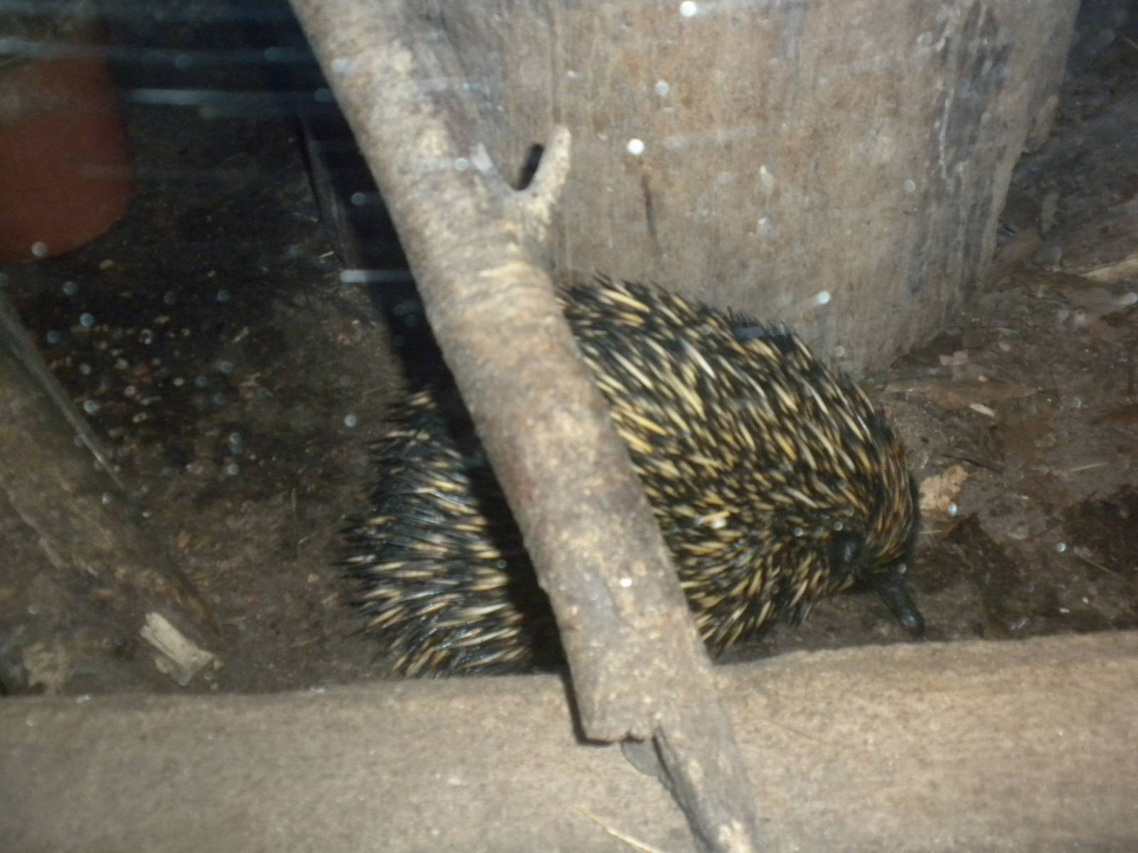 Tasmanian Echidna