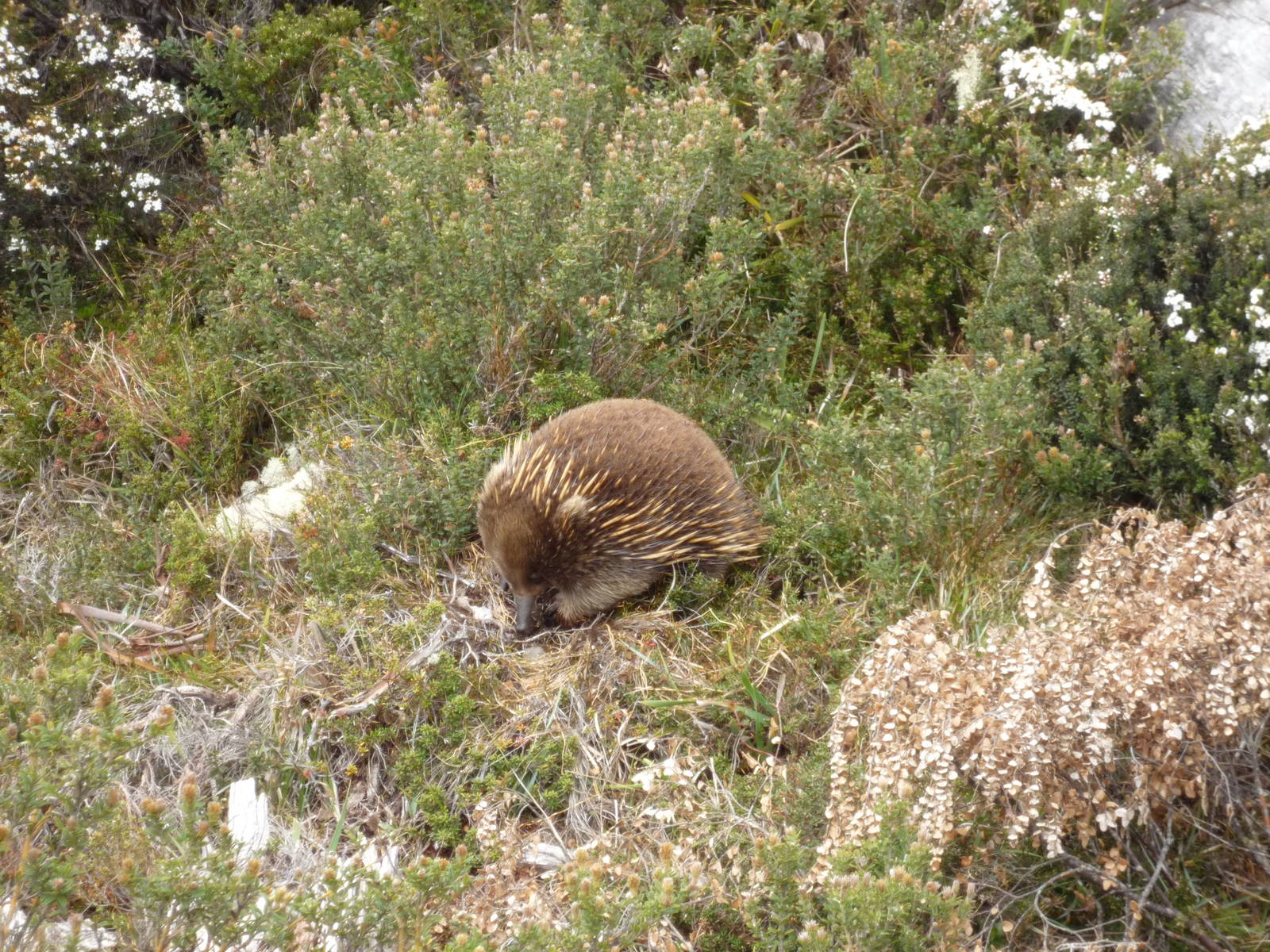 Tasmanian Echidna