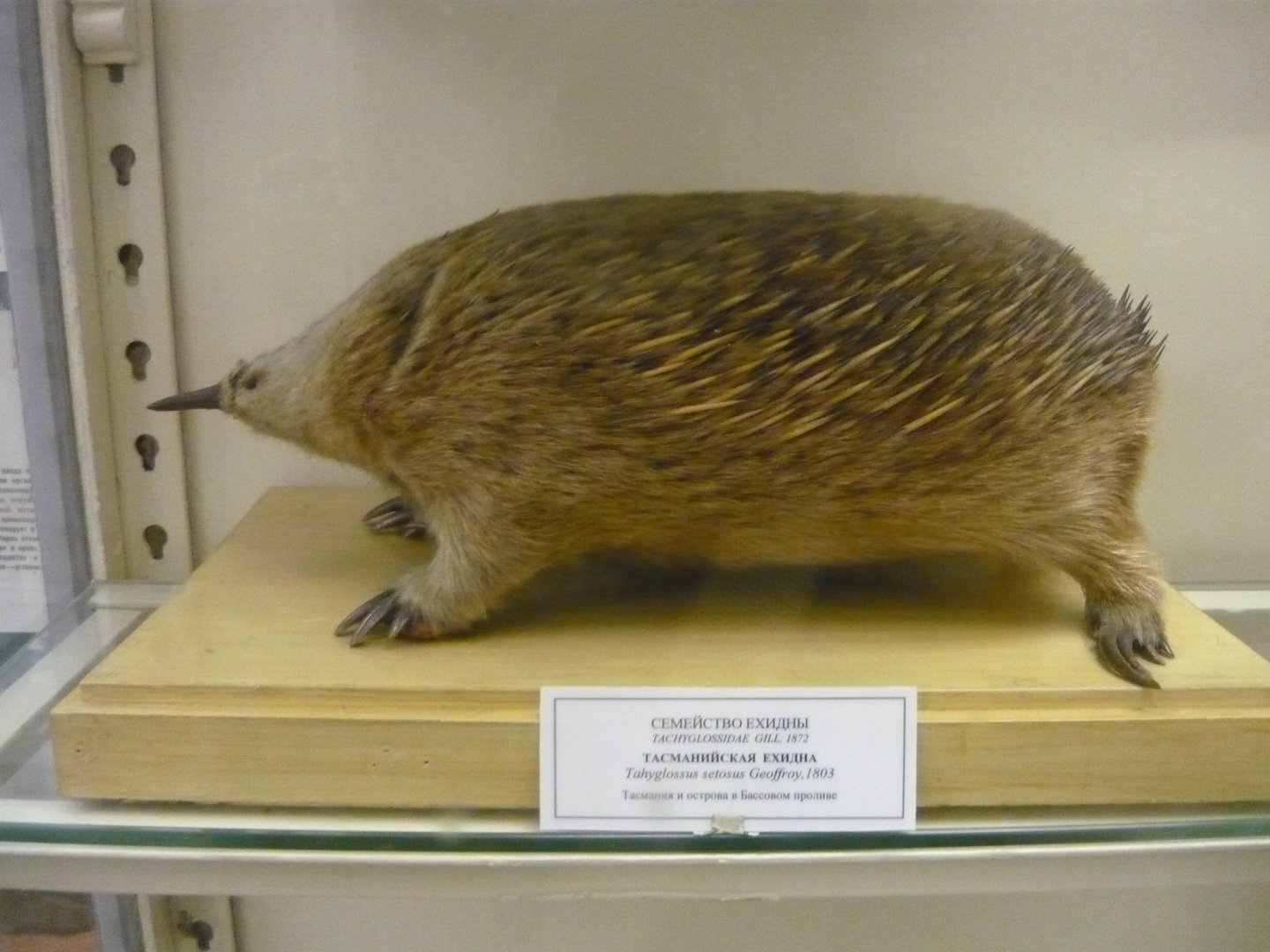 Tasmanian echidna
