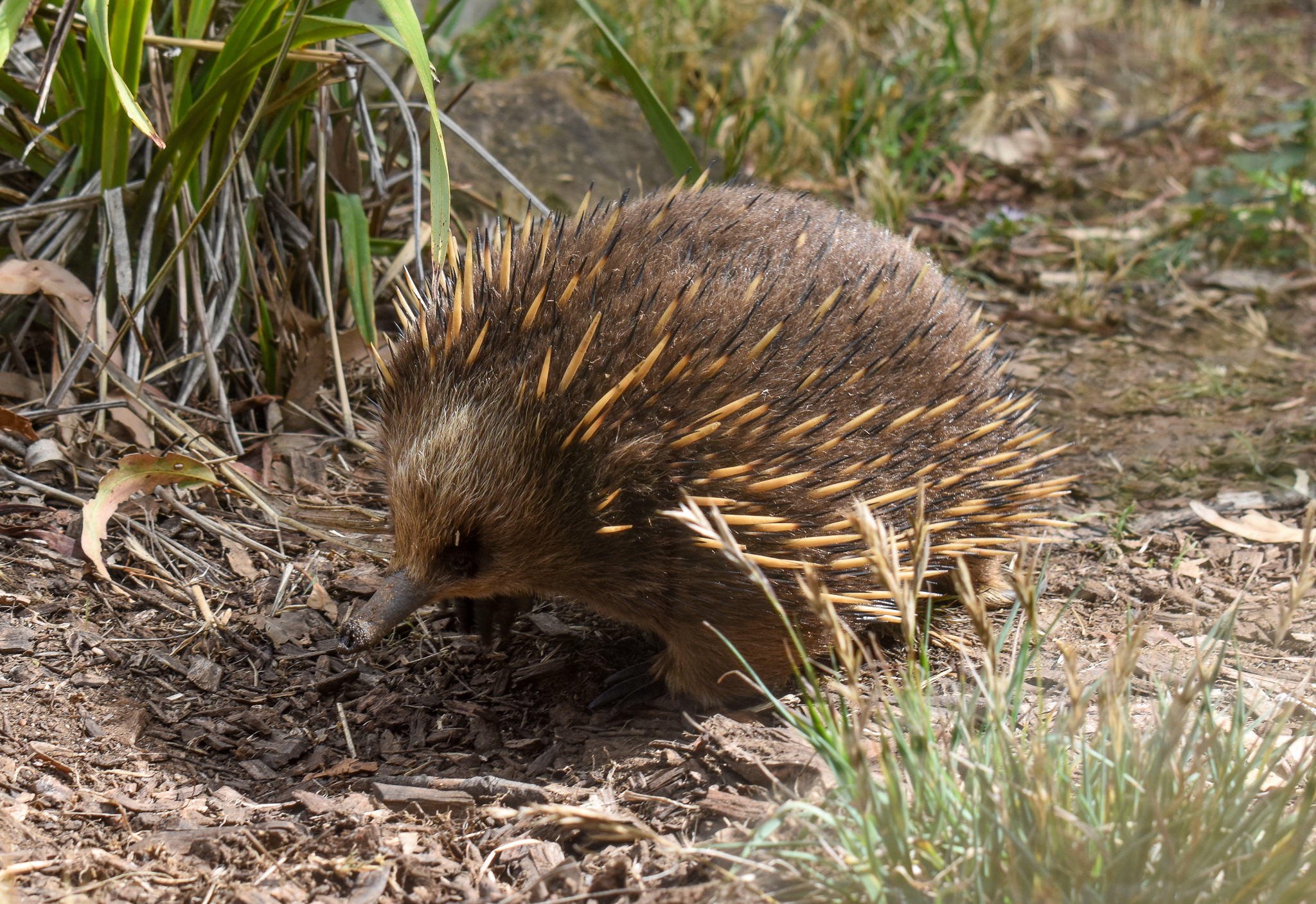 Tasmanian Echidna
