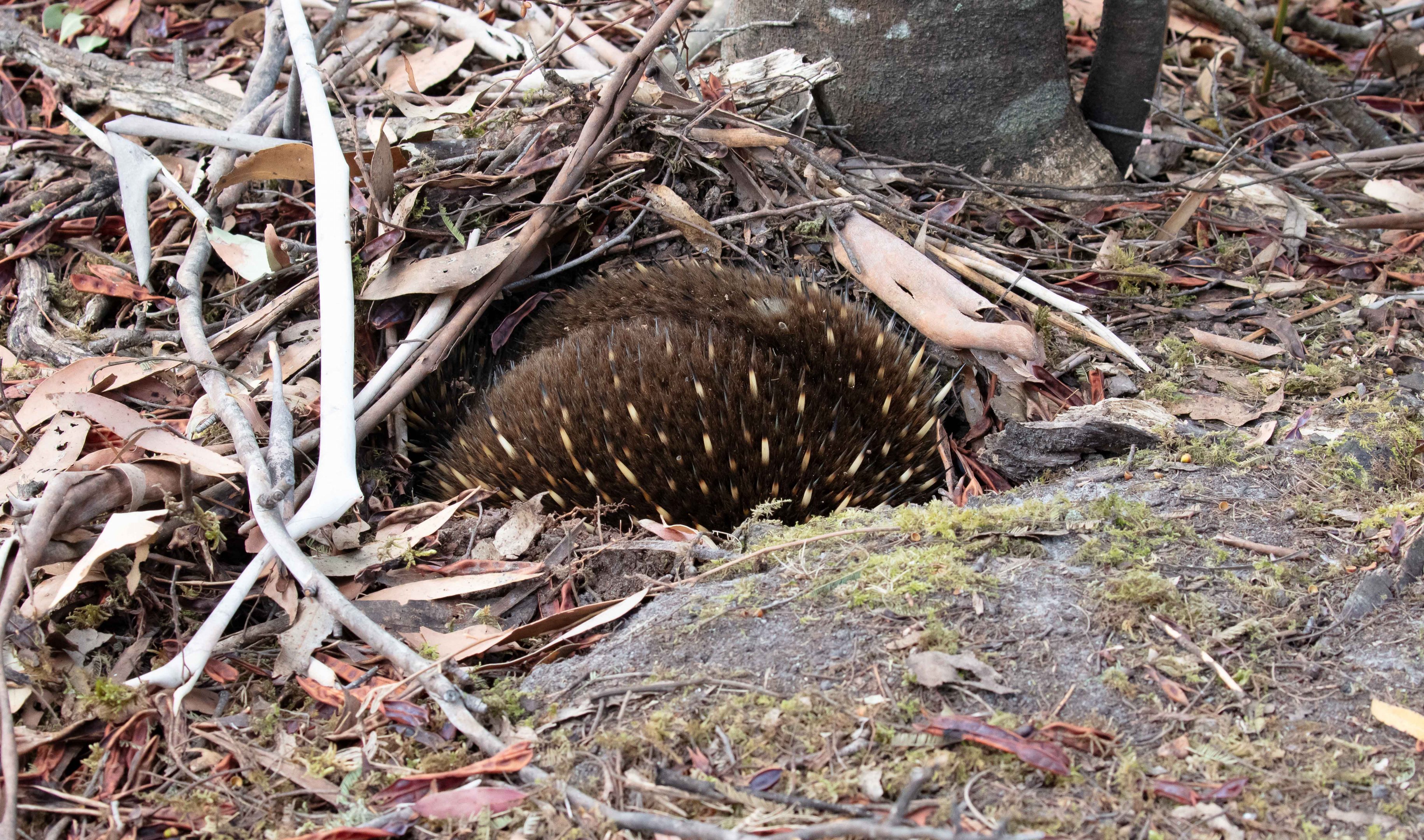 Tasmanian Echidna