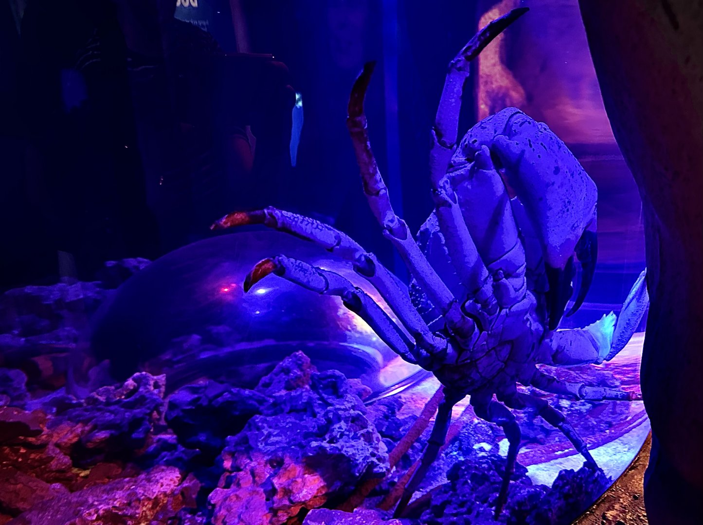 Tasmanian giant crab (Pseudocarcinus gigas)