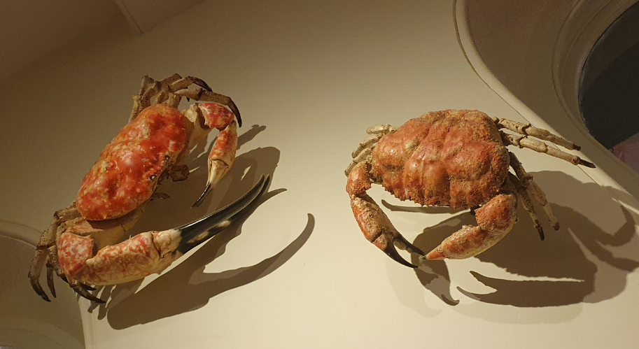 Tasmanian Giant Crab - Tasmanian Museum and Art Gallery