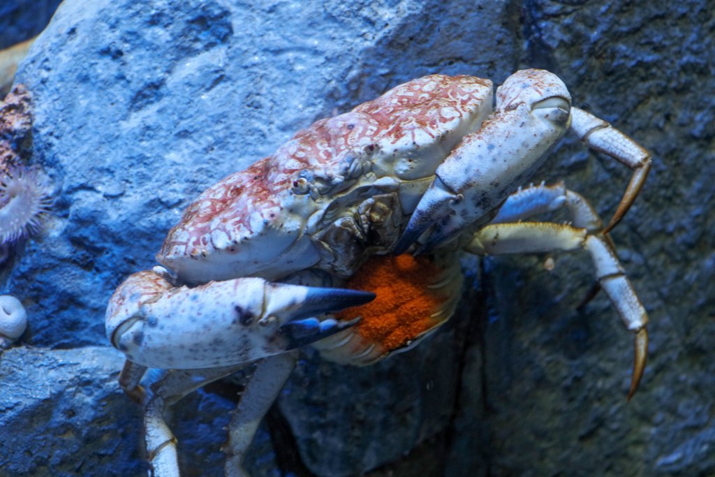 Tasmanian Giant Crab with eggs