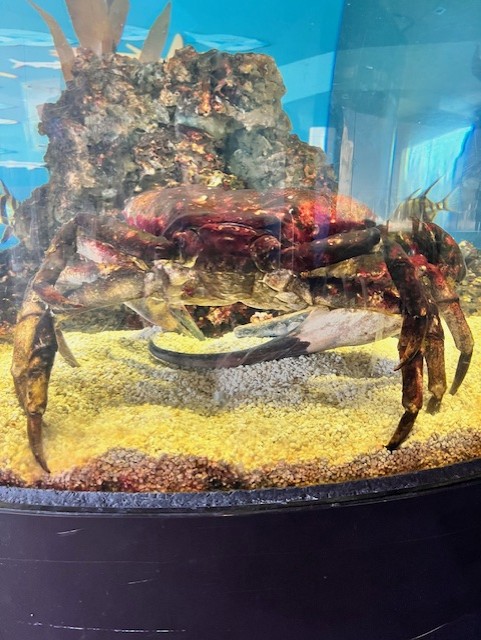 Tasmanian giant crab