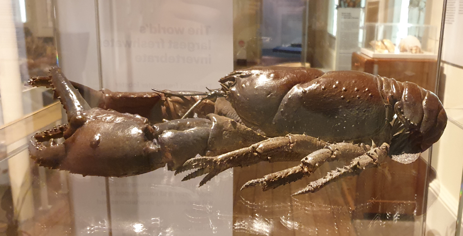 Tasmanian Giant Freshwater Crayfish - Tasmanian Museum and Art Gallery