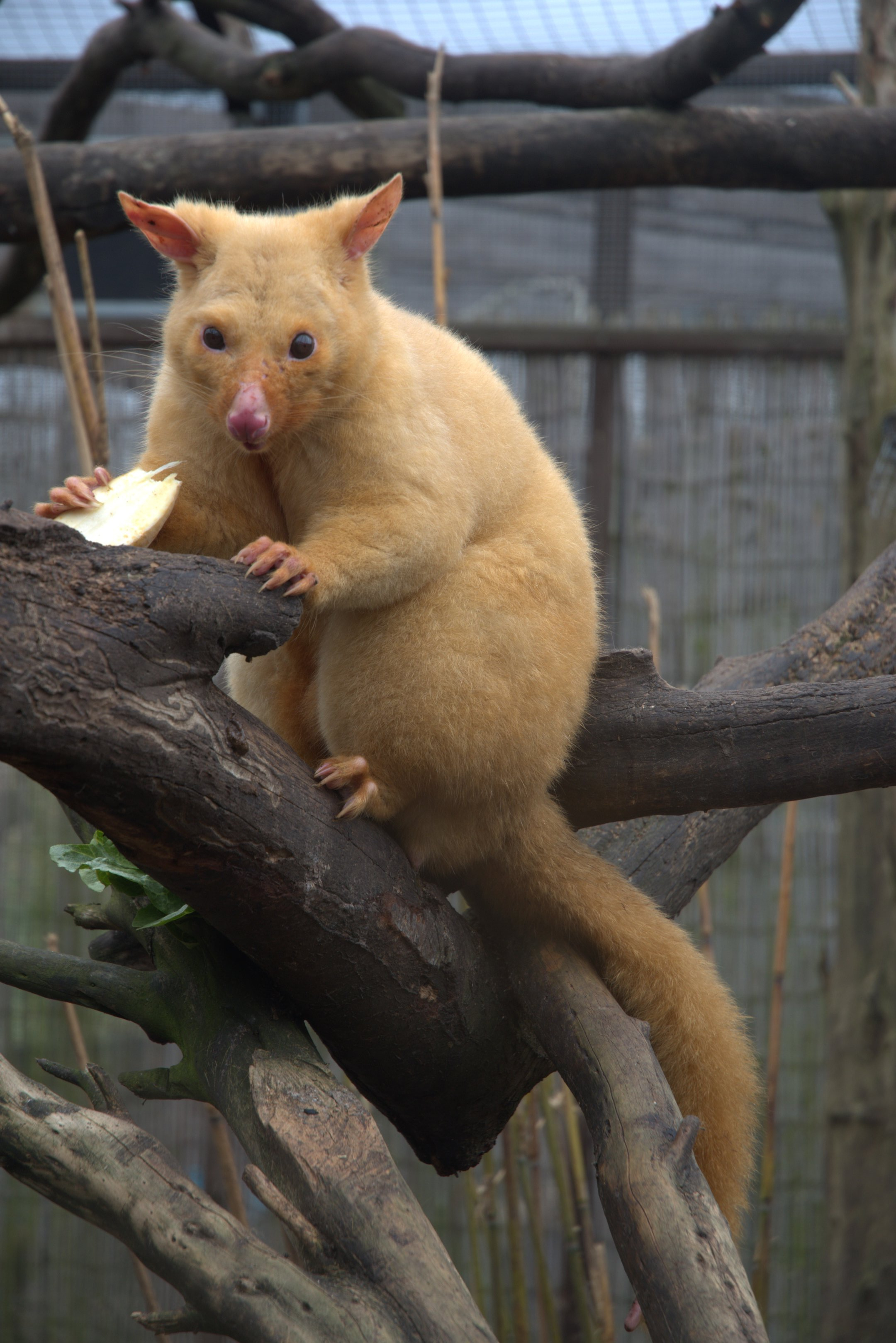 Tasmanian Golden Brush-tailed Possum at Hamerton, 18th March 2023