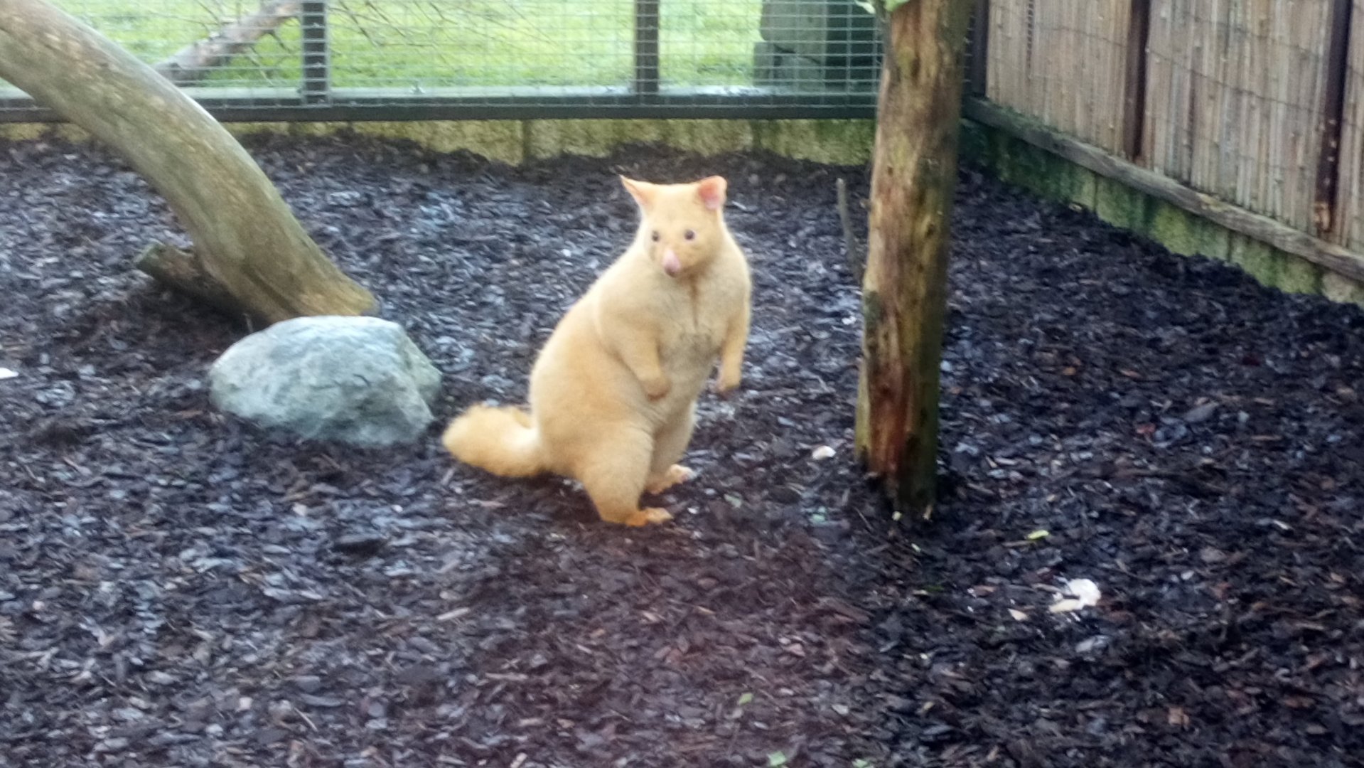 Tasmanian Golden Possum 15/12/20