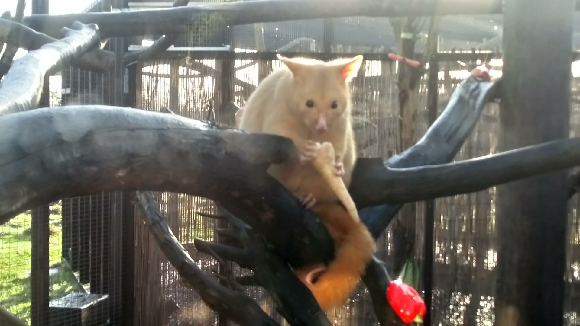 Tasmanian Golden Possum 15/12/20