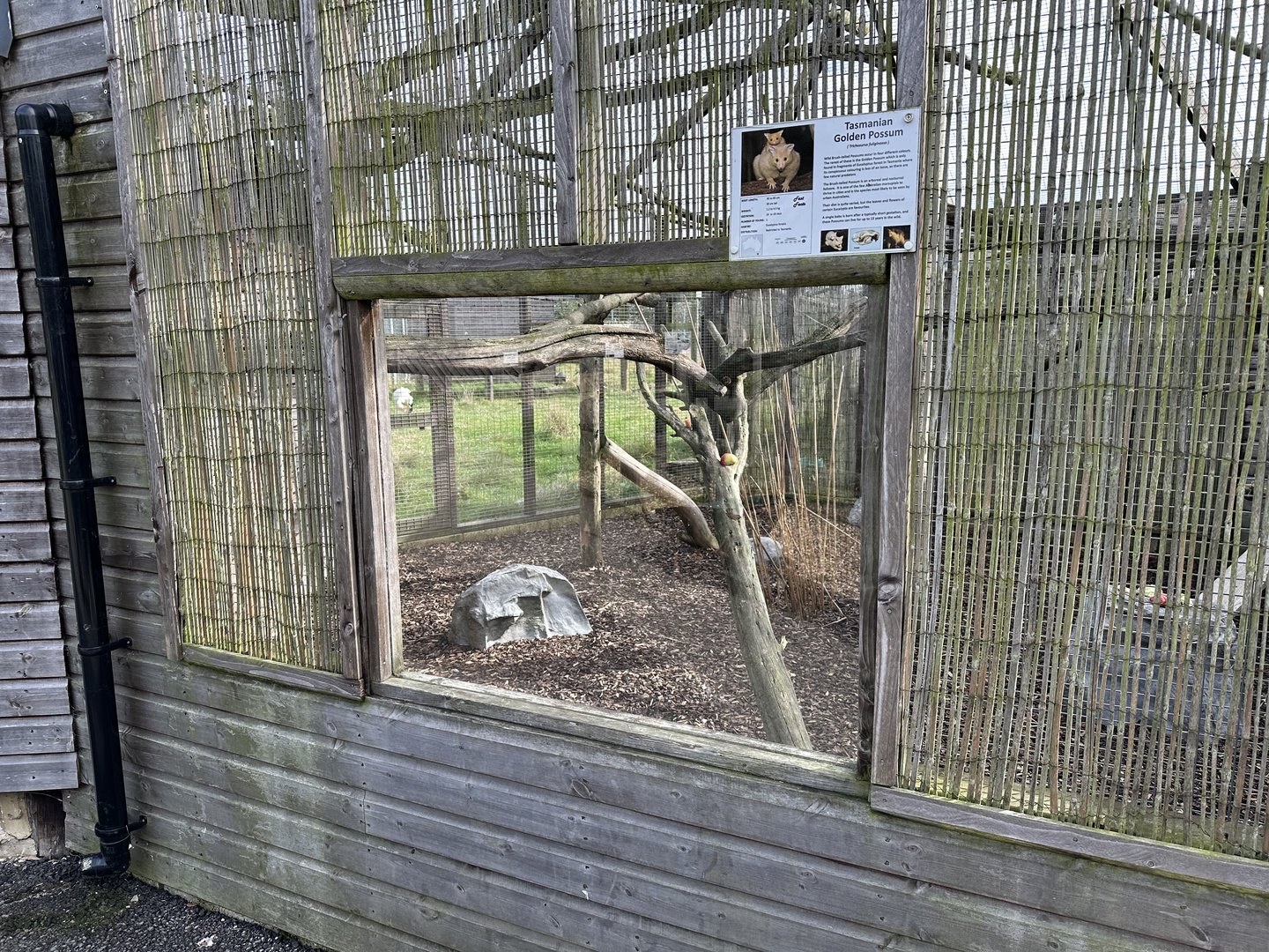 Tasmanian Golden Possum Enclosure at Hamerton Zoo Park (October 2023)