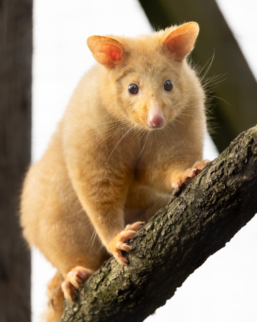 Tasmanian Golden Possum (f) / Hamerton / 8-3-24