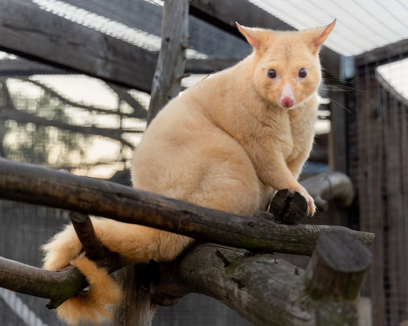 Tasmanian Golden Possum (female) / 7-7-22 / Hamerton