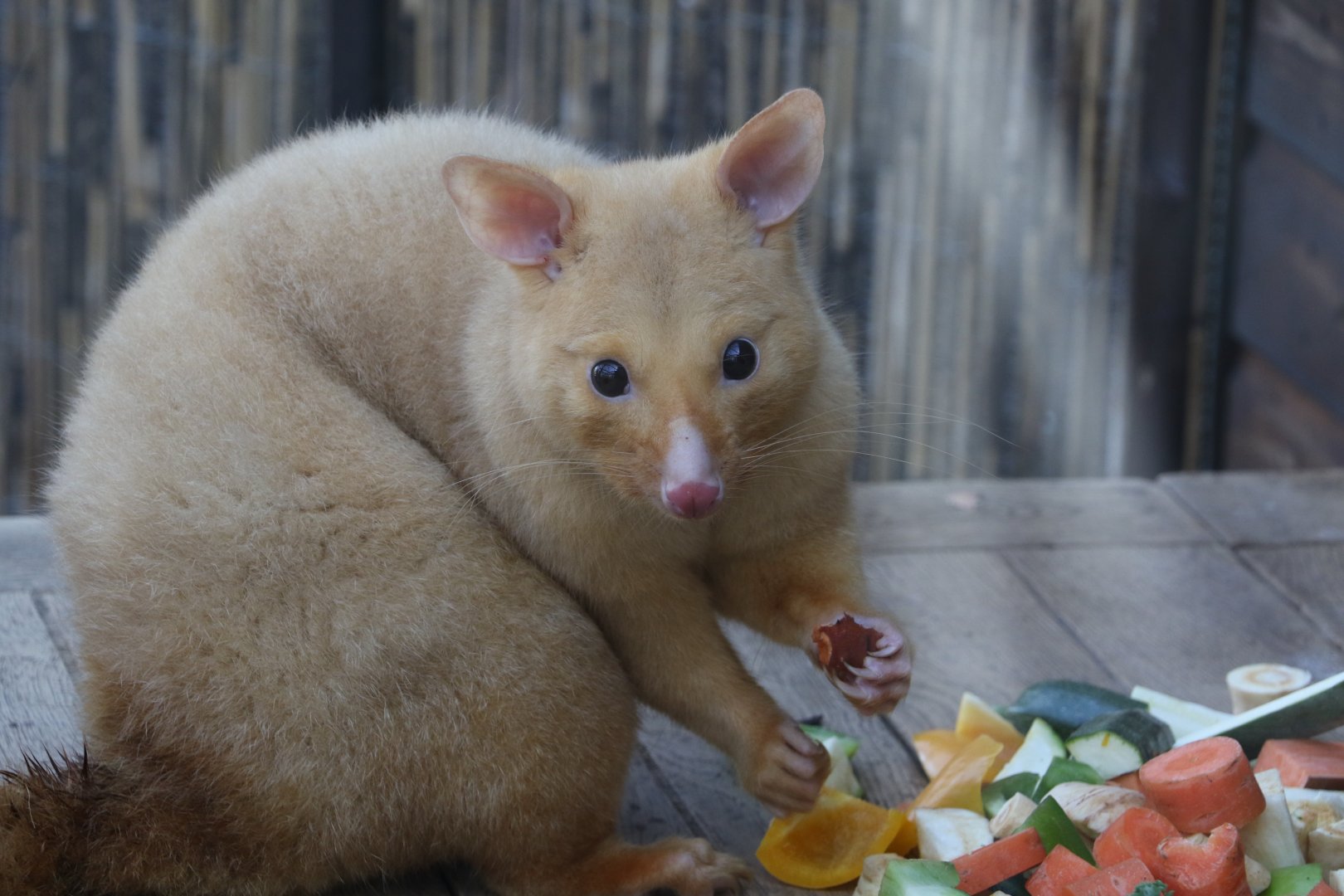 Tasmanian Golden Possum / Hamerton / 1-4-19