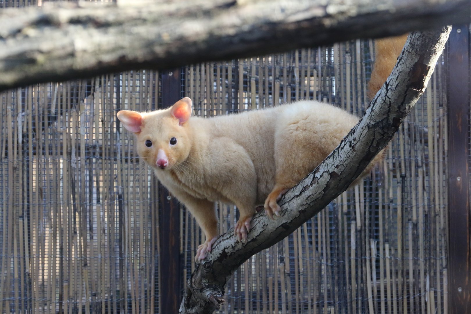 Tasmanian Golden Possum / Hamerton / 1-4-19