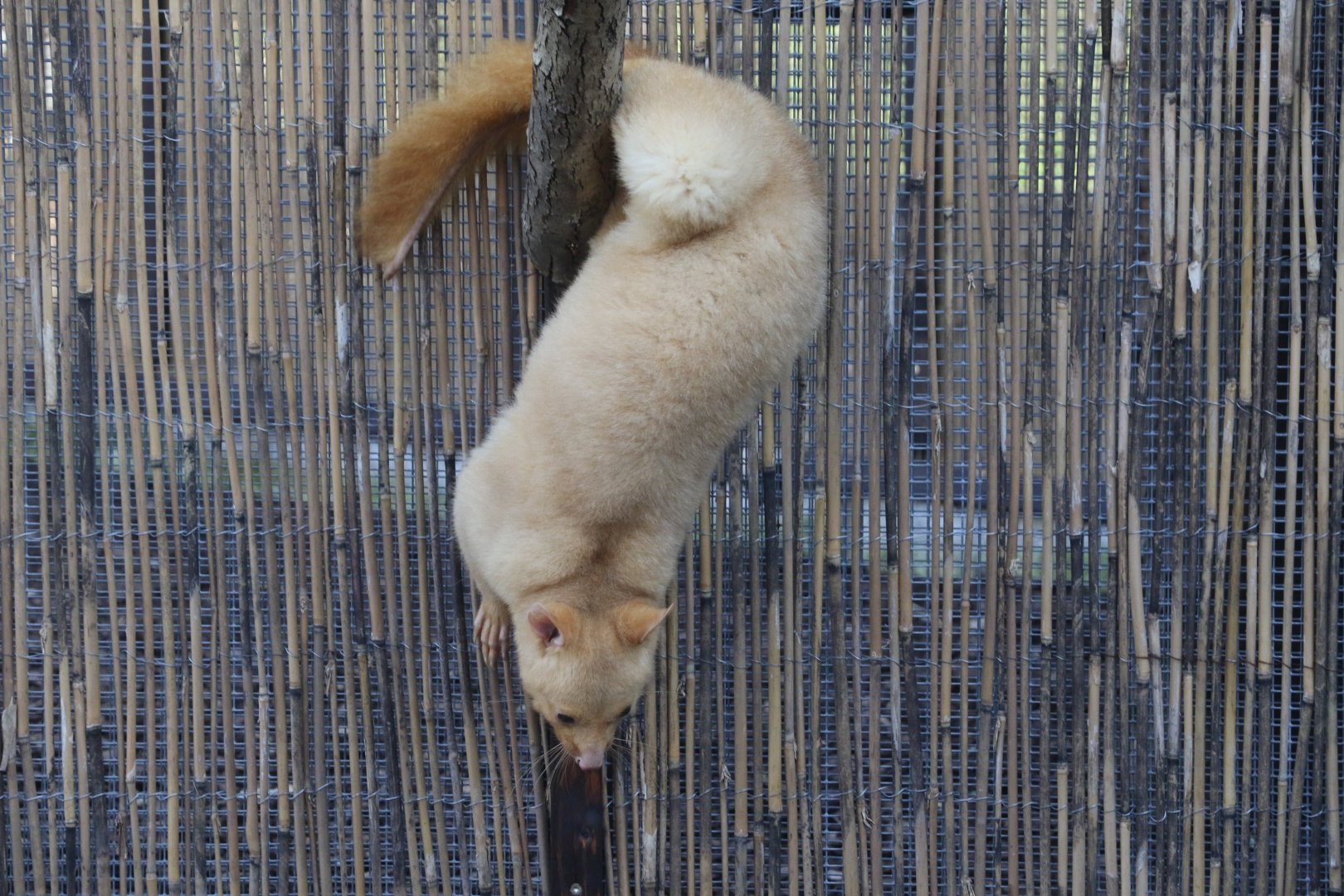 Tasmanian Golden Possum / Hamerton / 1-4-19