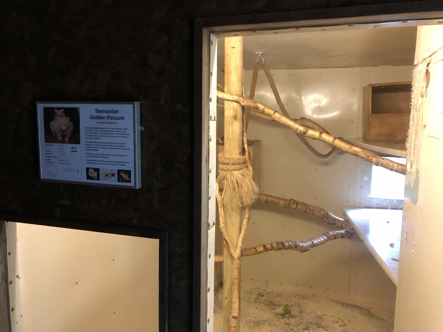 Tasmanian Golden Possum Indoor Enclosure at Hamerton Zoo Park (October 2023)