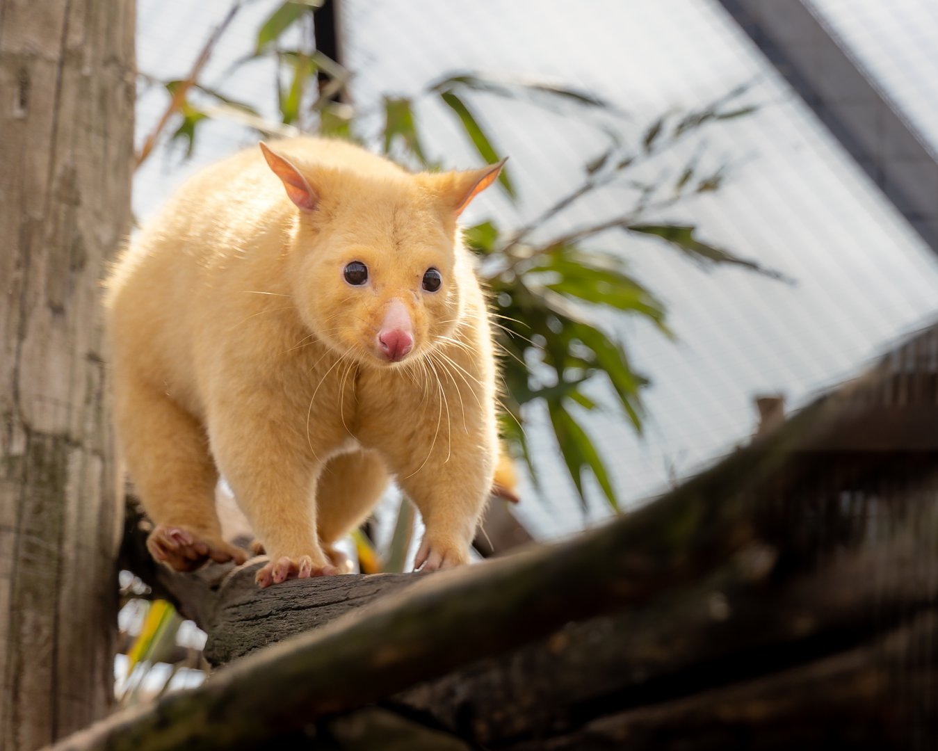 Tasmanian Golden Possum (male) / 16-6-22 / Hamerton