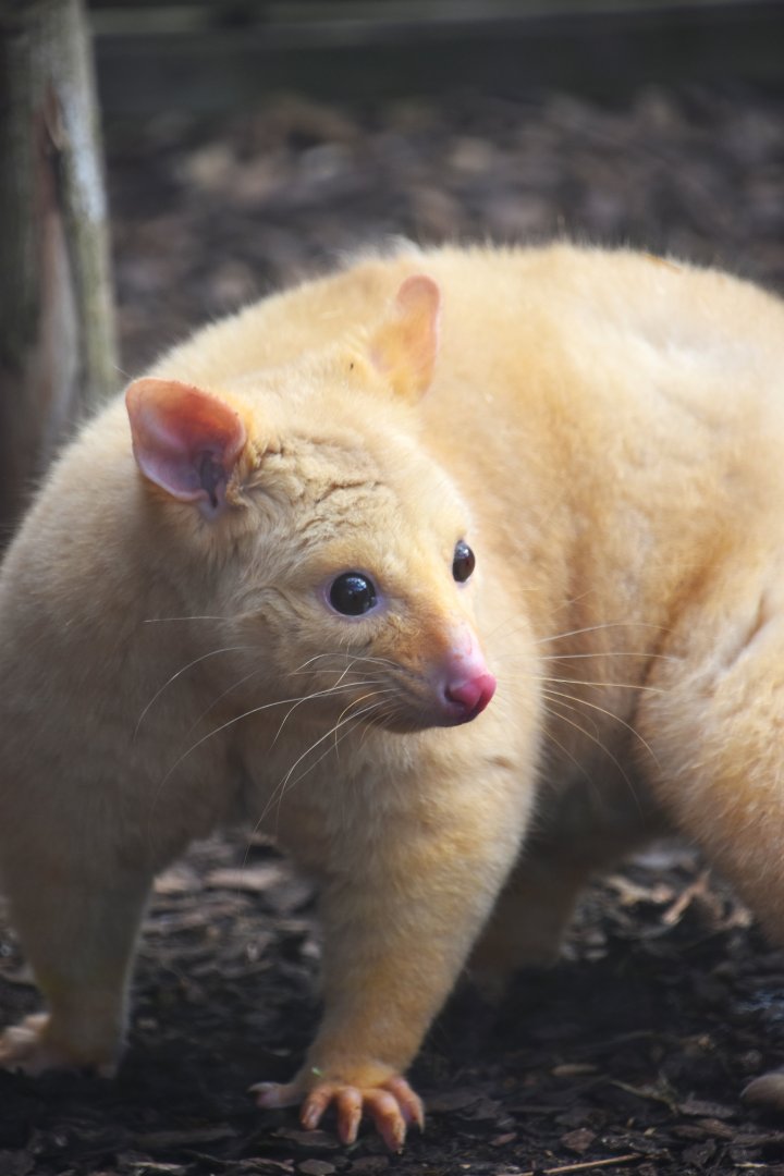 Tasmanian golden possum, Trichosurus vulpecula (14/03)