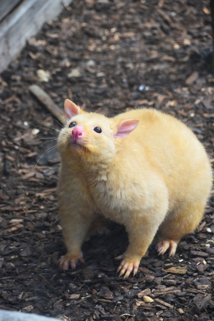 Tasmanian golden possum, Trichosurus vulpecula (14/03)